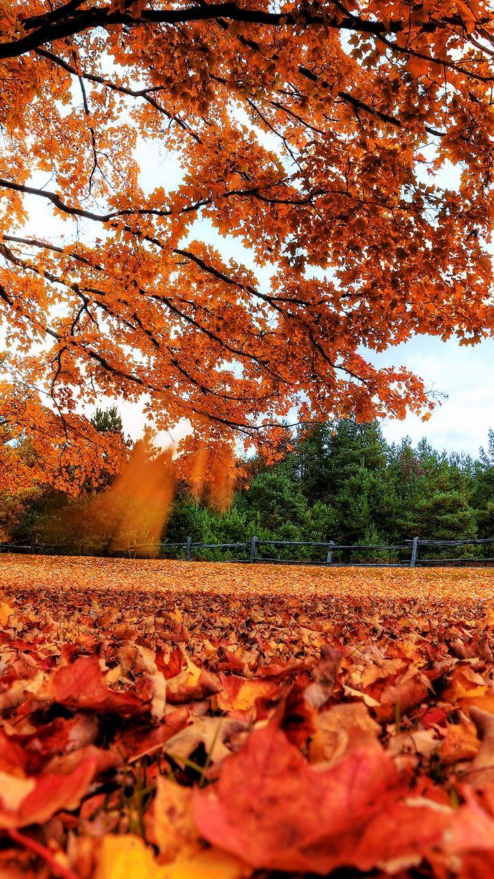 Download wallpaper 720x1280 autumn, leaves, nature samsung galaxy