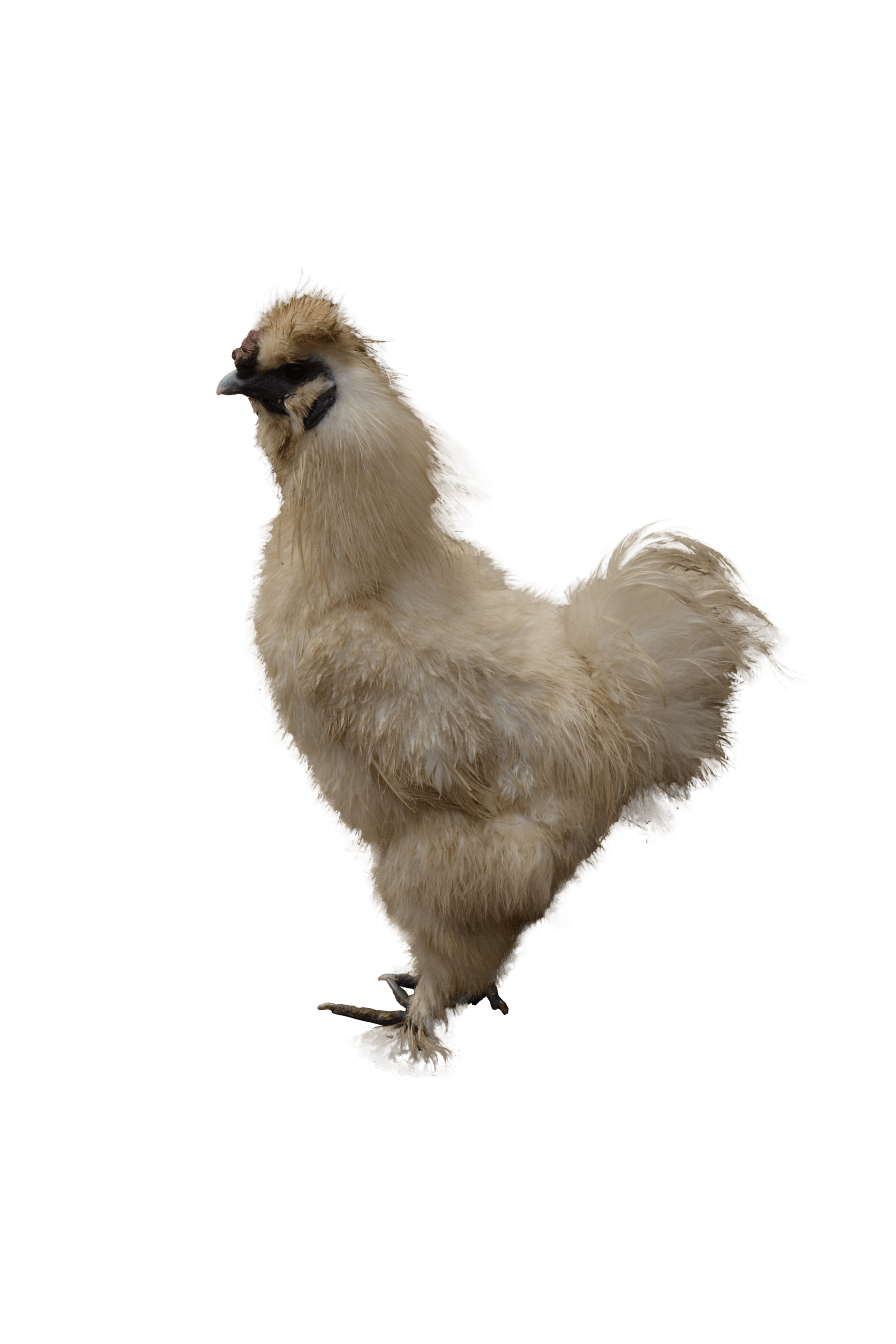 Chicken PNG image, free chicken picture download