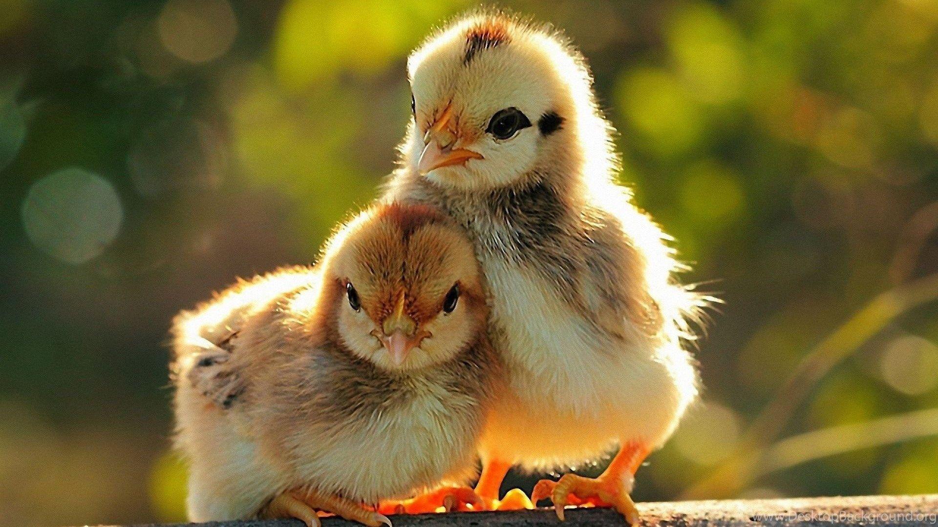 Pics, Facts, Funny Stuff About Animals & Nature Chicken Wallpaper
