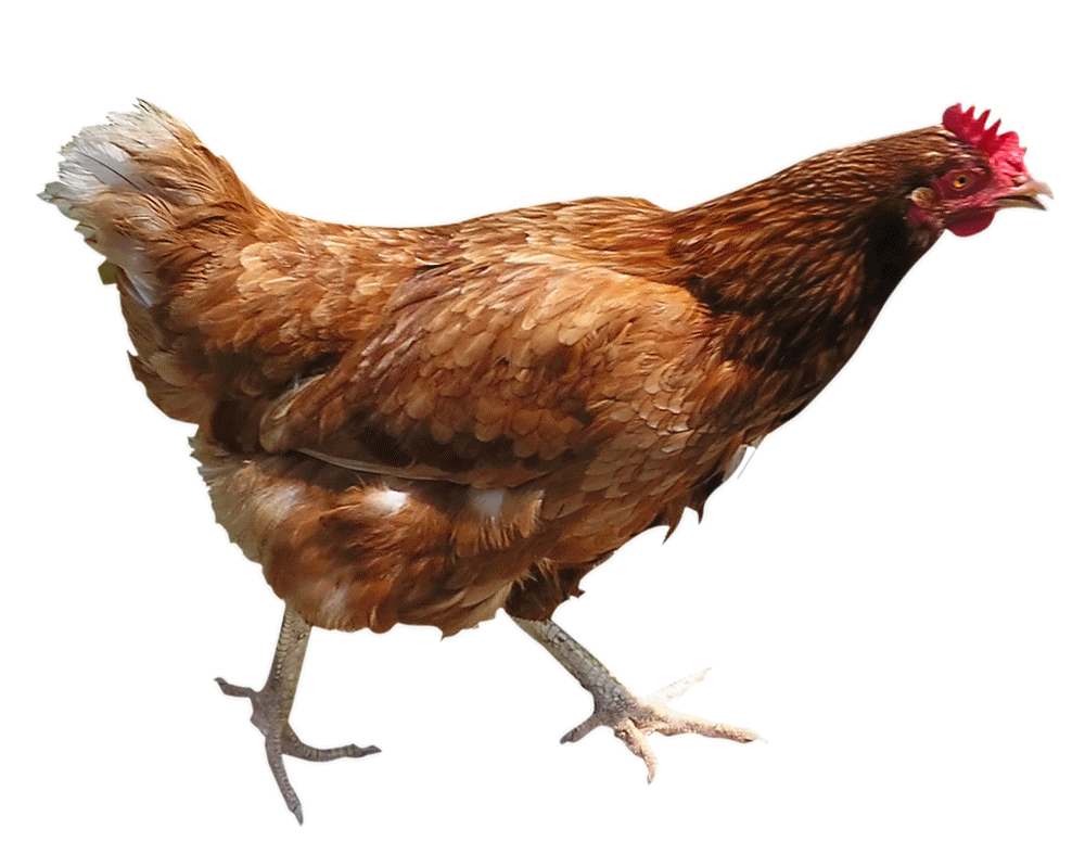 Chicken PNG image, free chicken picture download
