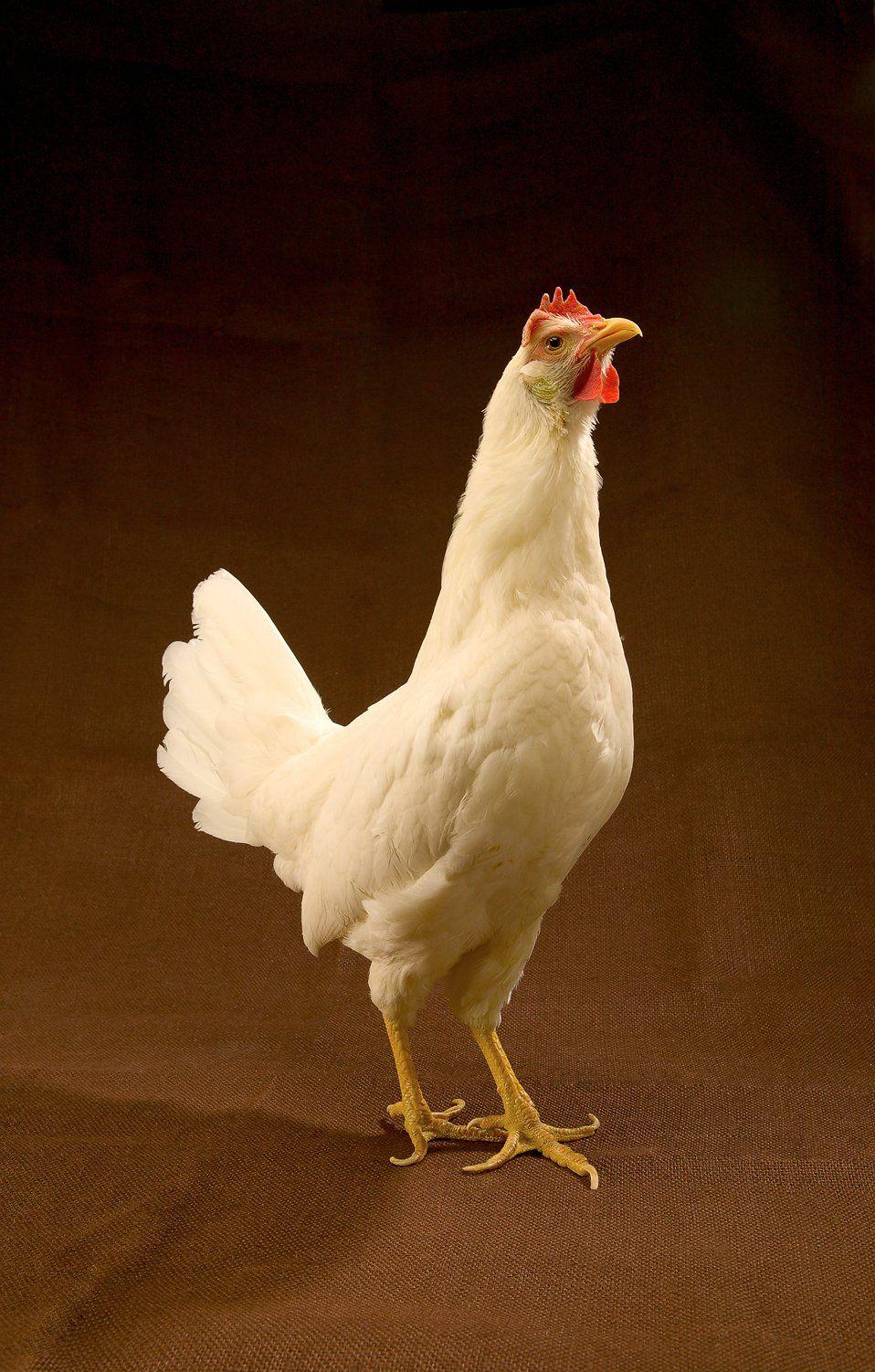 Chickens. Free. A white leghorn chicken. # 10064