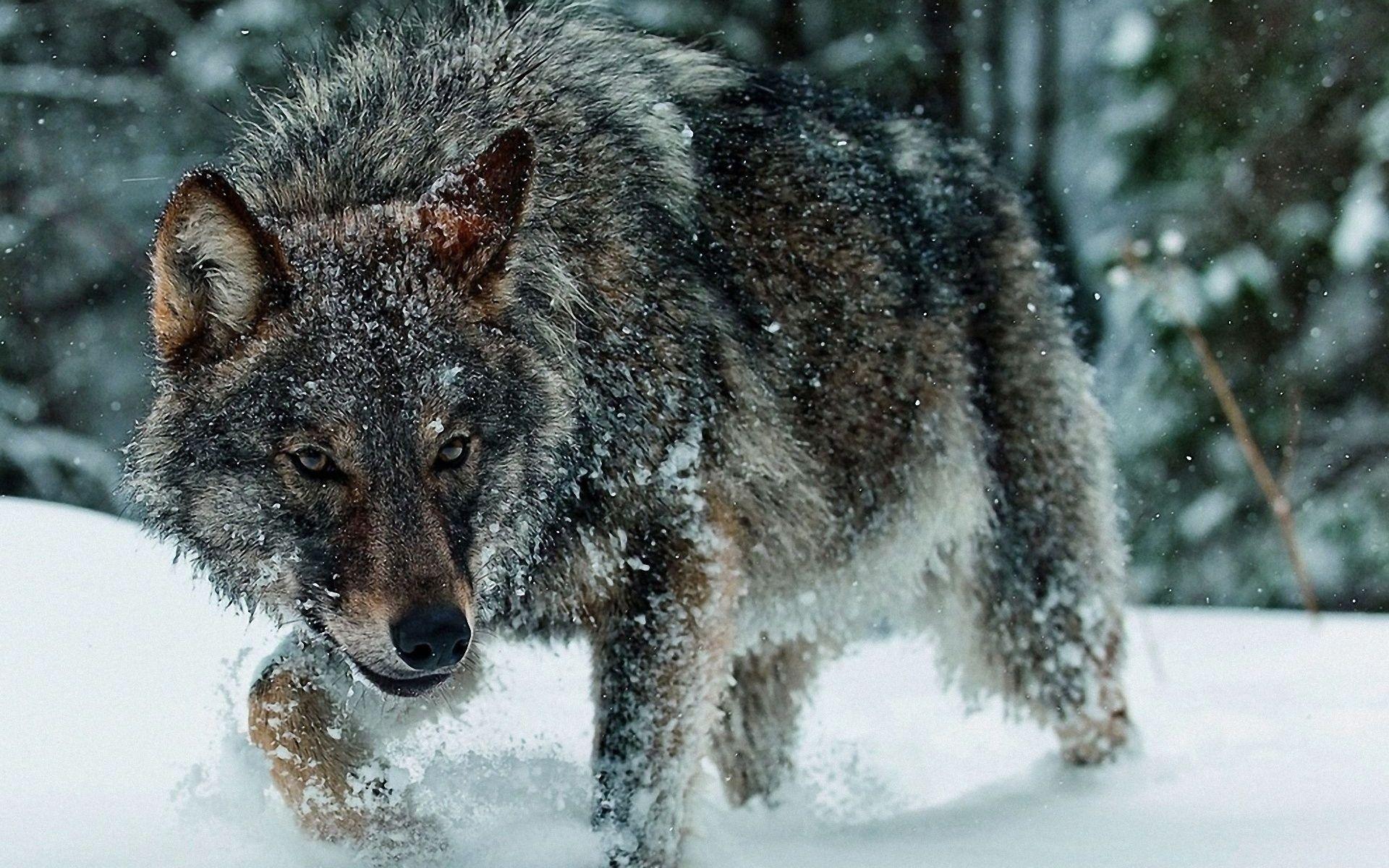 Wolf Full HD Wallpaper and Background Imagex1200