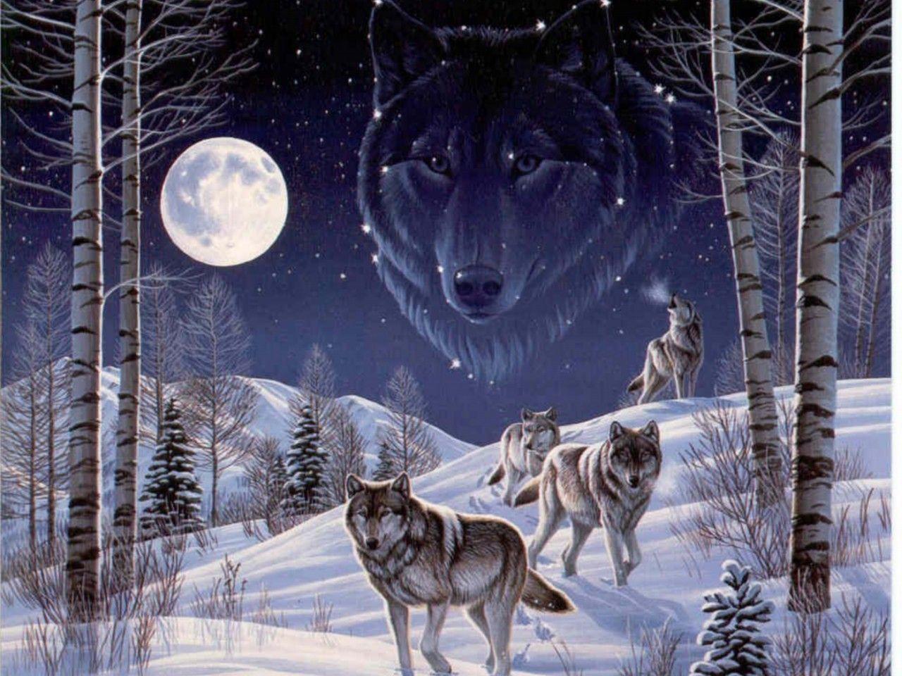 Other Leader Alpha Wolf Canine Spirit Male Wolves HD Animals