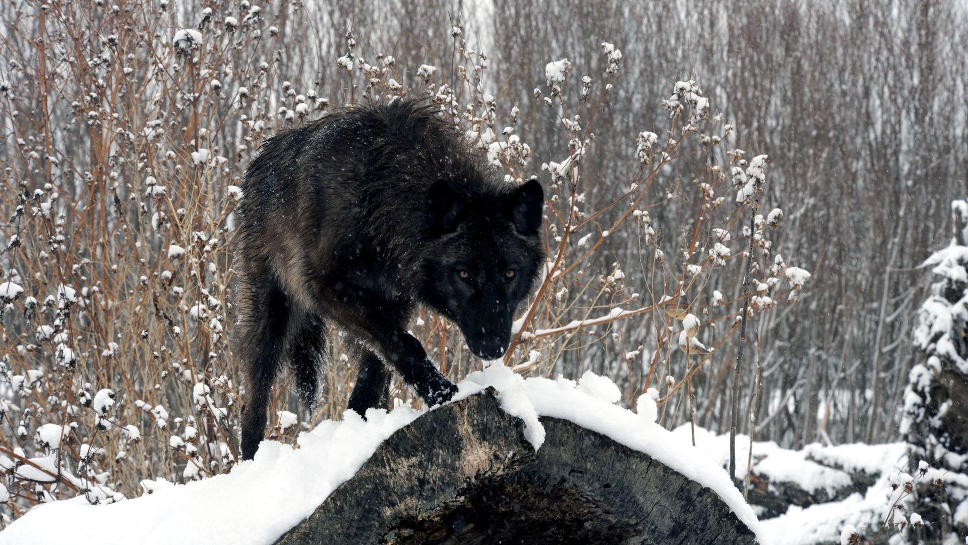 Hunting Black Wolf Wallpaper, Wolf Wallpaper. HD Wallpaper Top