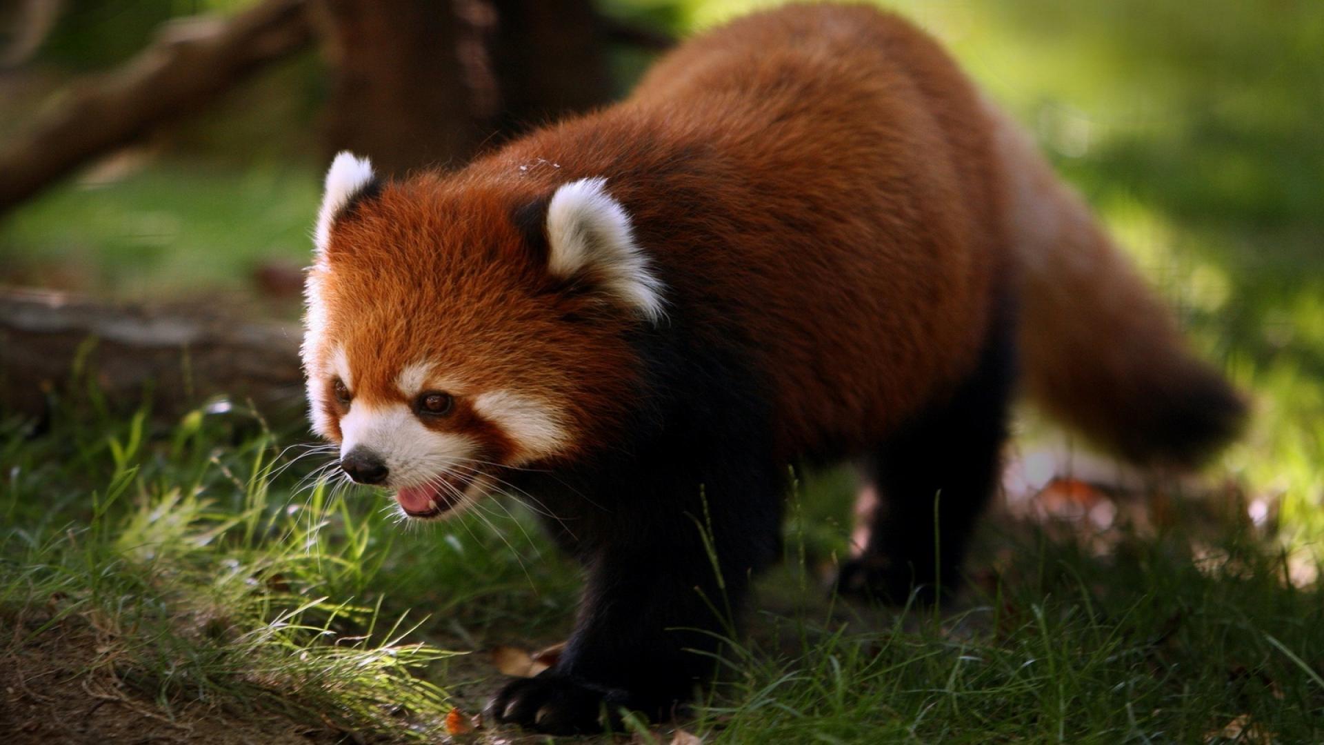 Red Panda HD Wallpaper
