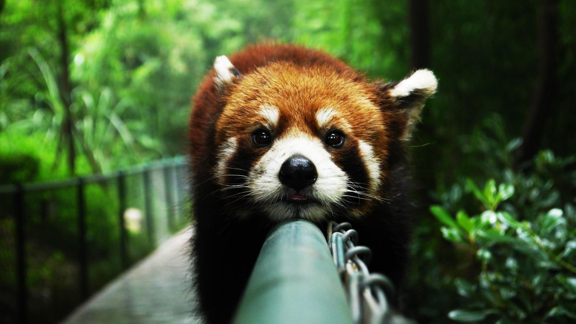 Cute Red Panda Wallpaper. Wallpaper Studio 10. Tens of thousands