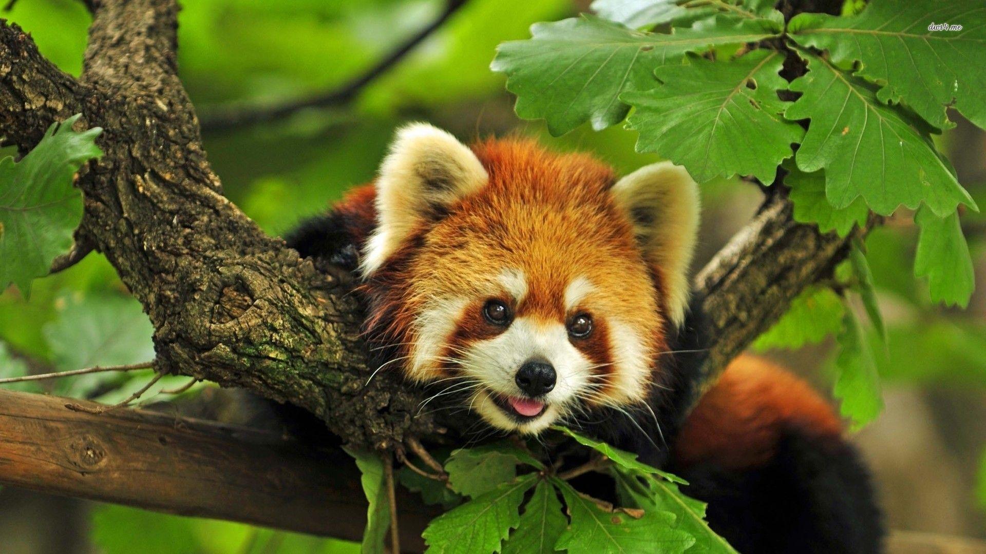 Red panda wallpaper wallpaper