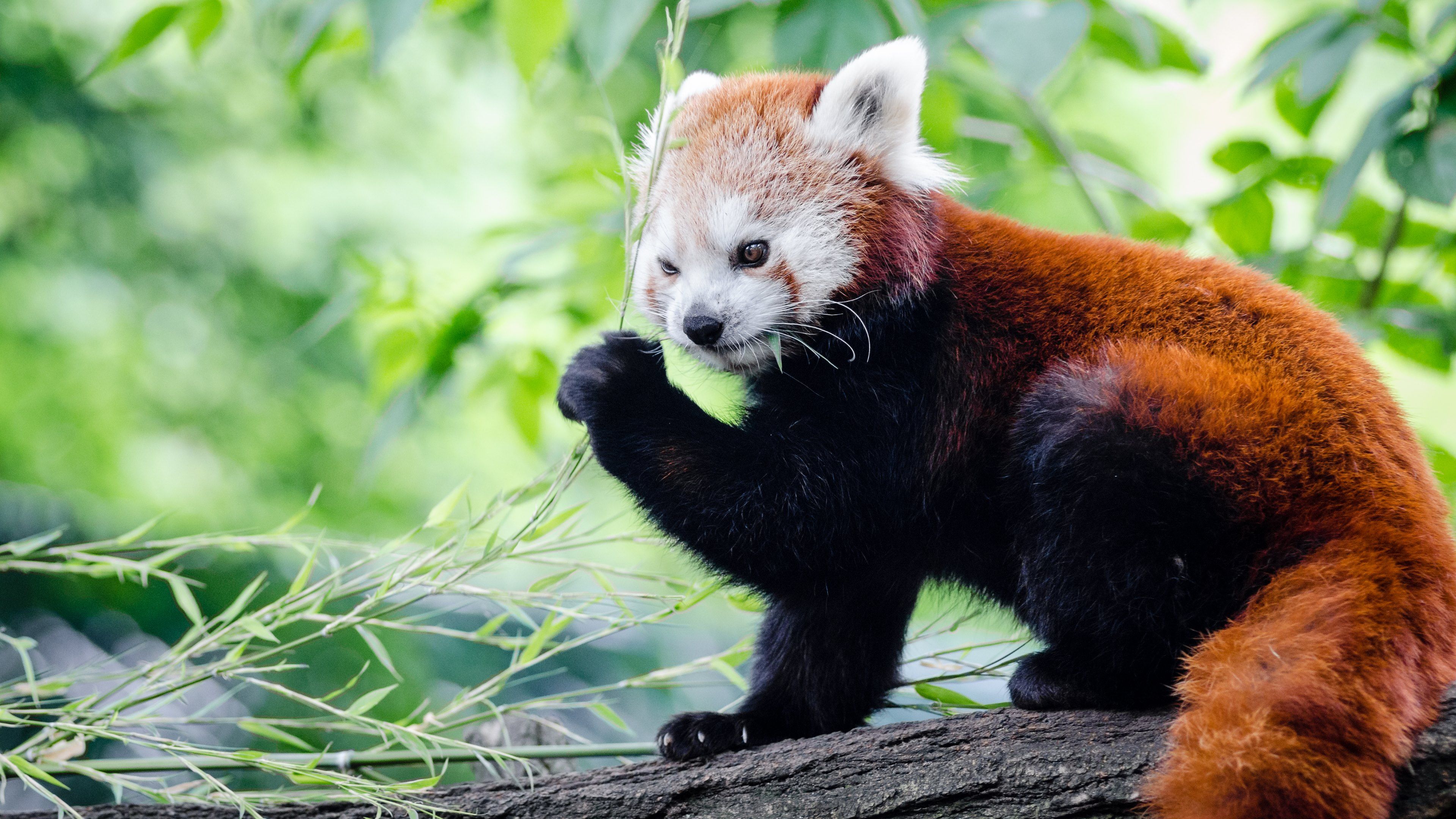 Red Panda Wallpaper HD 50829 3840x2160px