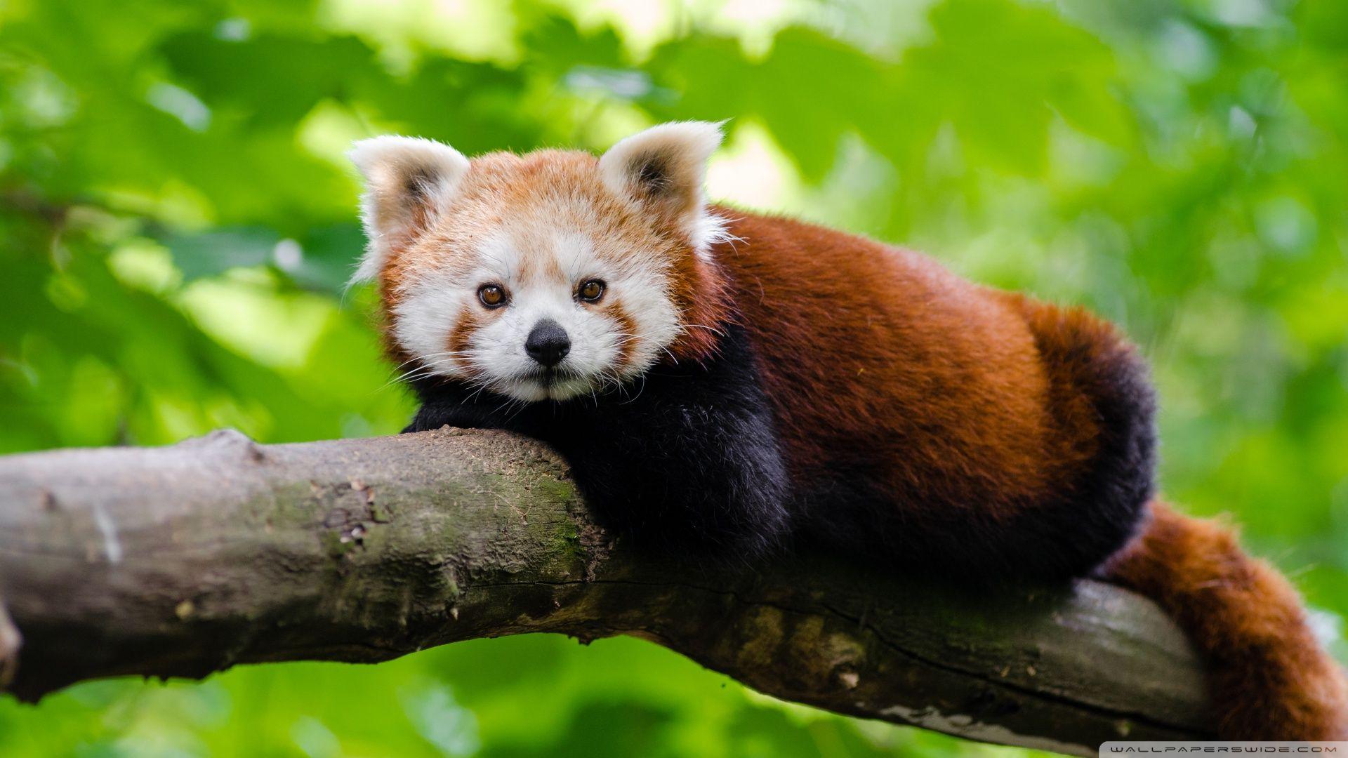 Red Panda ❤ 4K HD Desktop Wallpaper for 4K Ultra HD TV • Wide