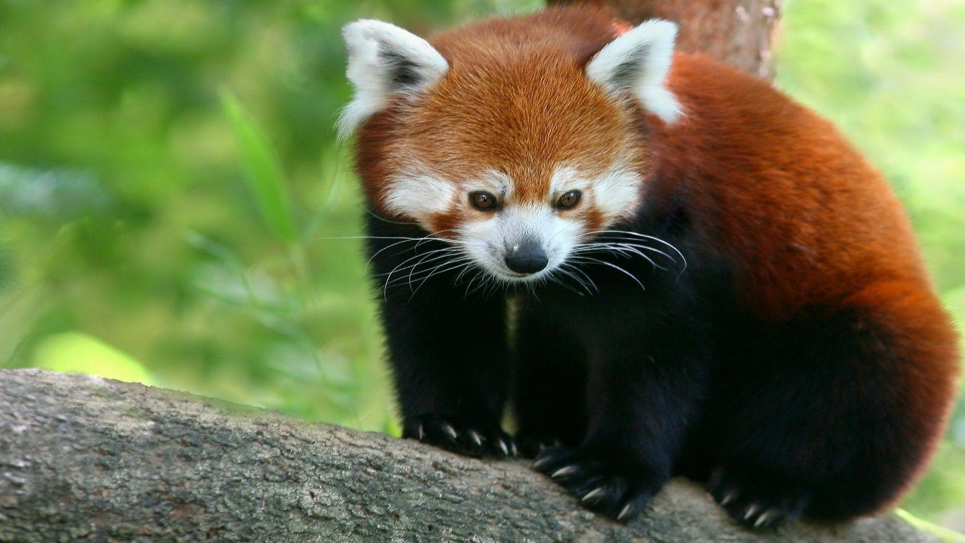 image Red panda Giant panda Bears Whiskers Glance Animals