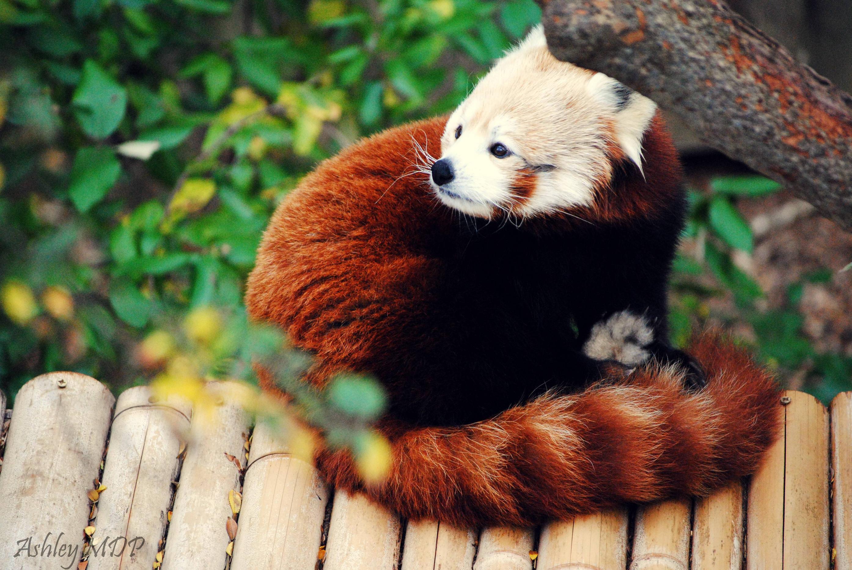 Red Panda Gif Imgu HD Wallpaper, Background Image