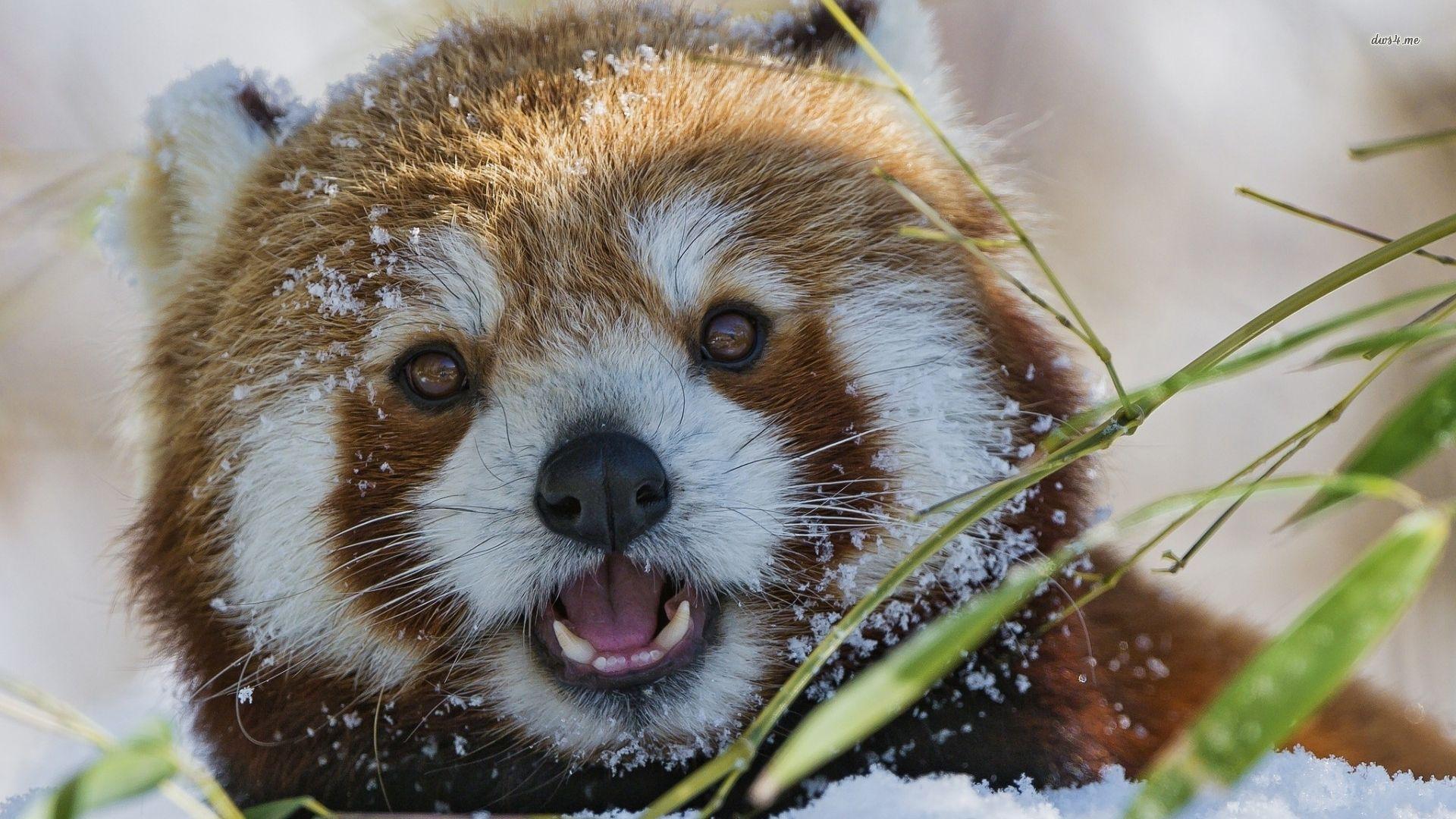 Red panda wallpaper wallpaper