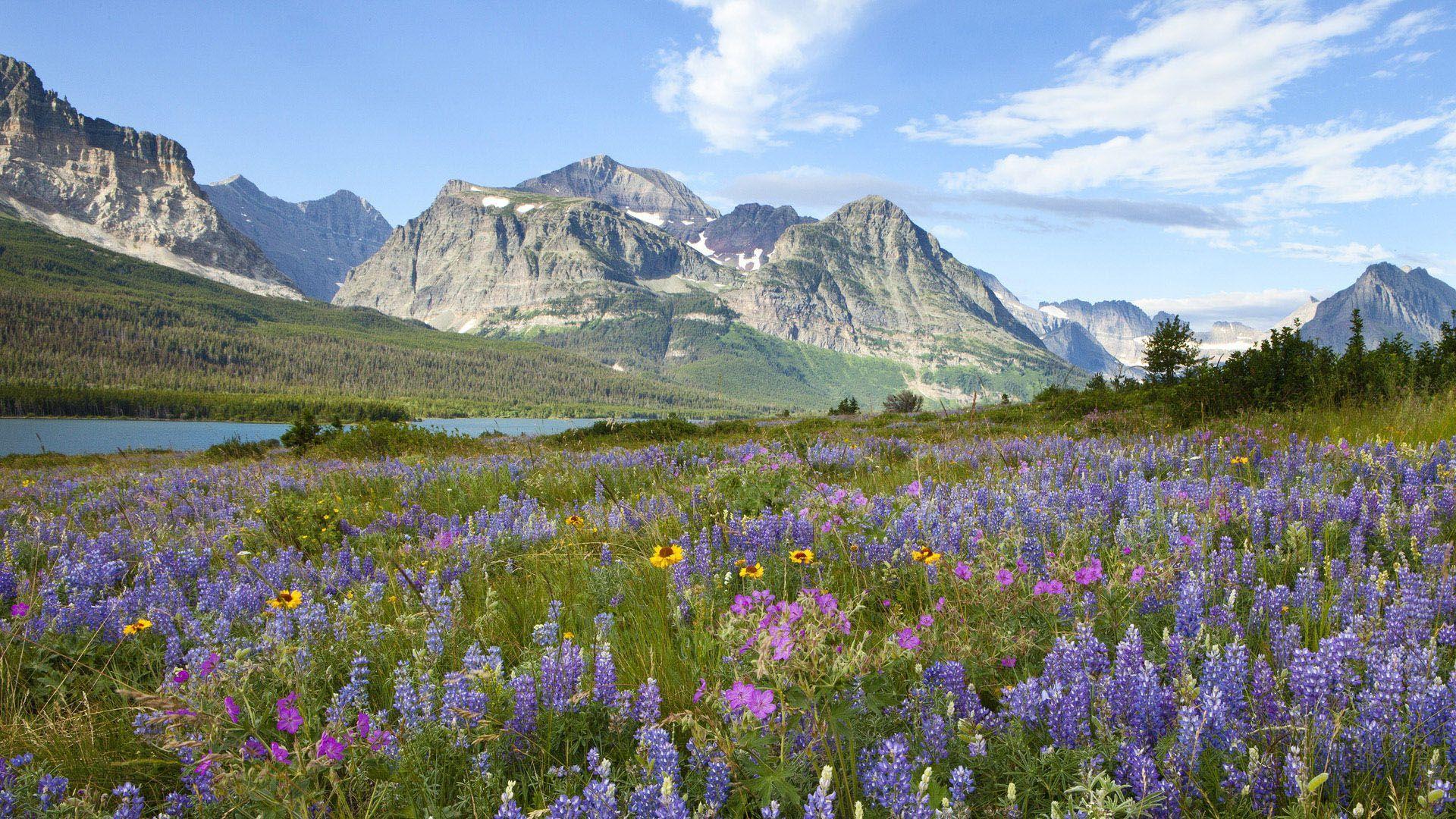 Glacier National Park Wildflowers 1920x1080 HD Wallpaper. beautiful