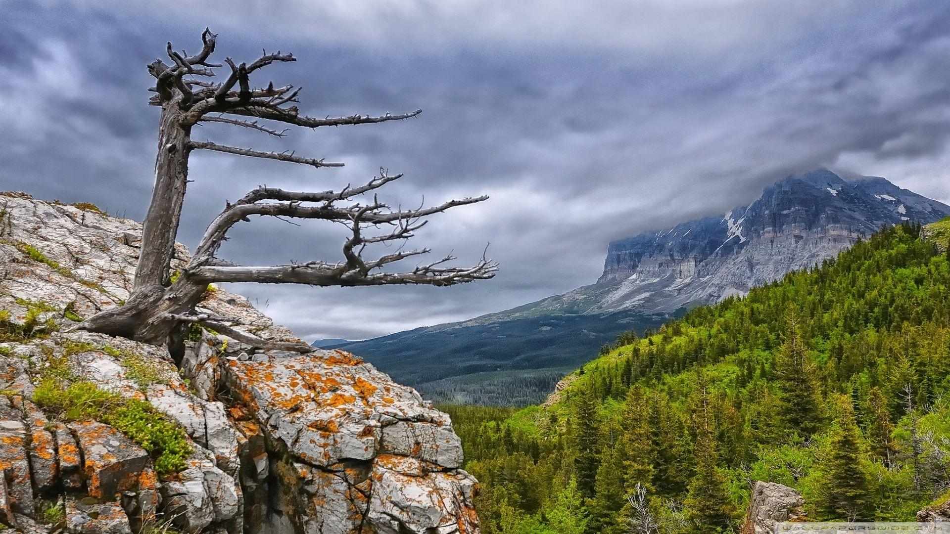 Tree On Rock In Glacier National Park ❤ 4K HD Desktop Wallpaper