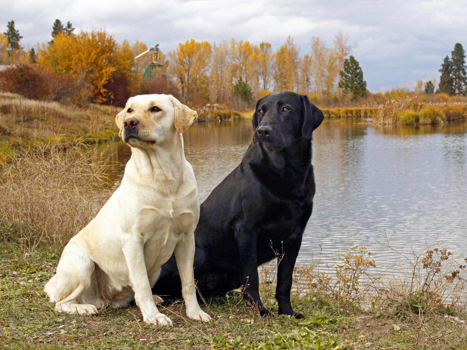 Black And White Labrador Retriever Dog Wallpaper