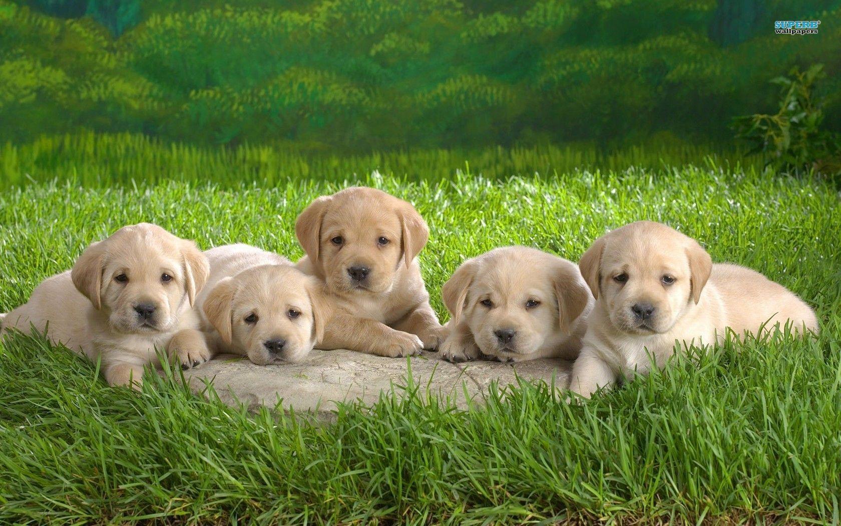 Lab Puppy Wallpaper