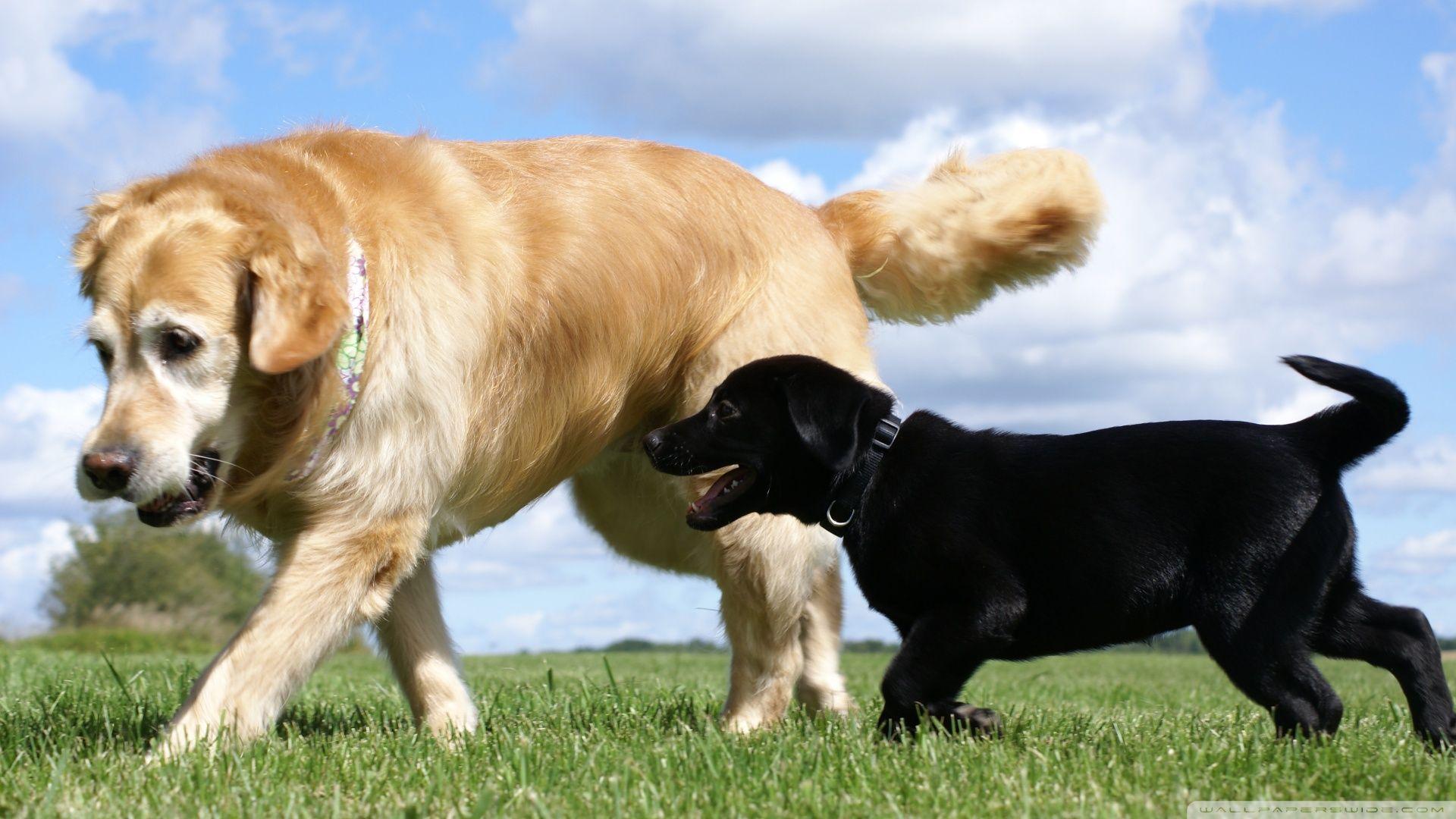 Golden and Labrador Retriever ❤ 4K HD Desktop Wallpaper for 4K