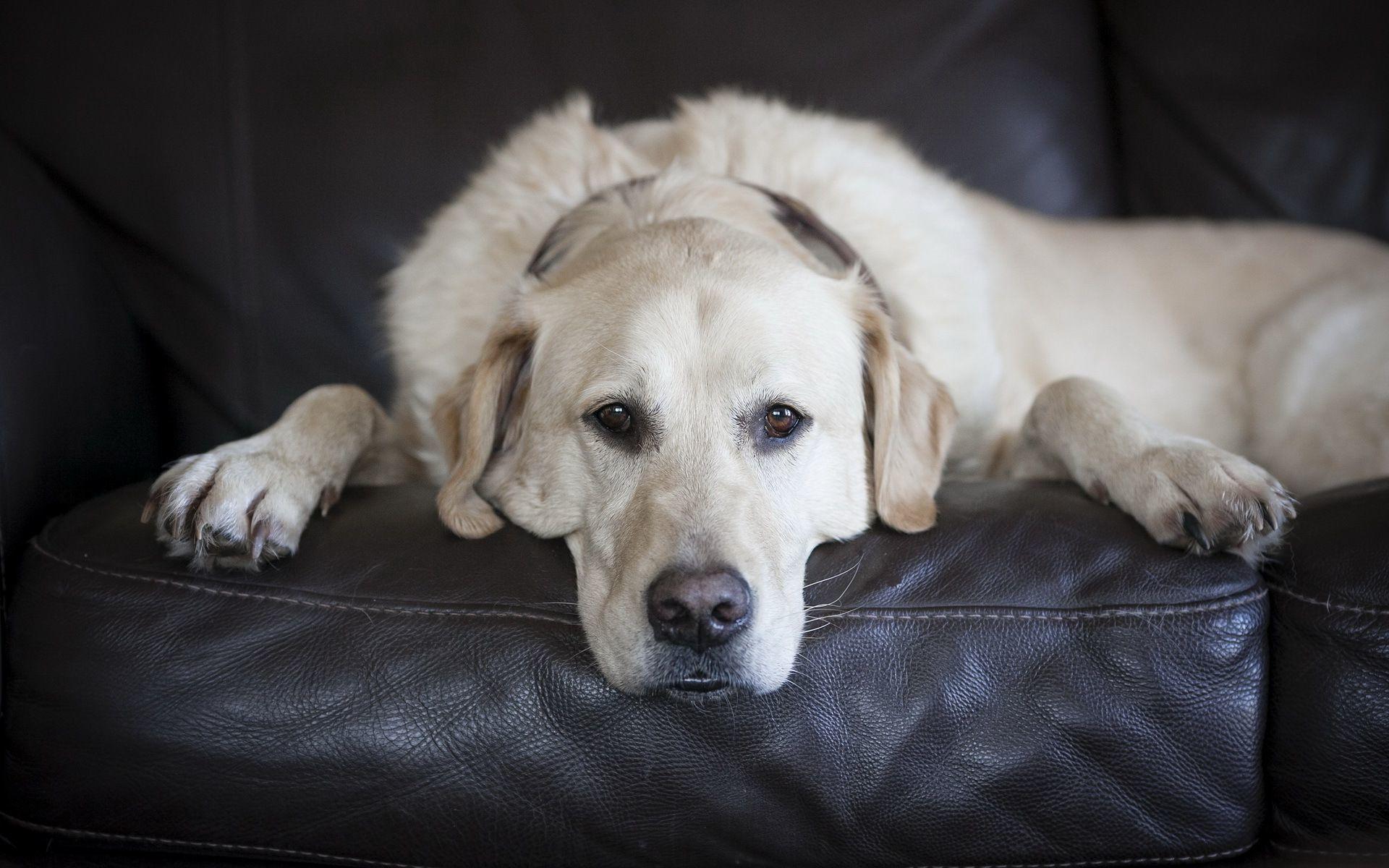 Labrador Retriever White Wallpapers - Wallpaper Cave