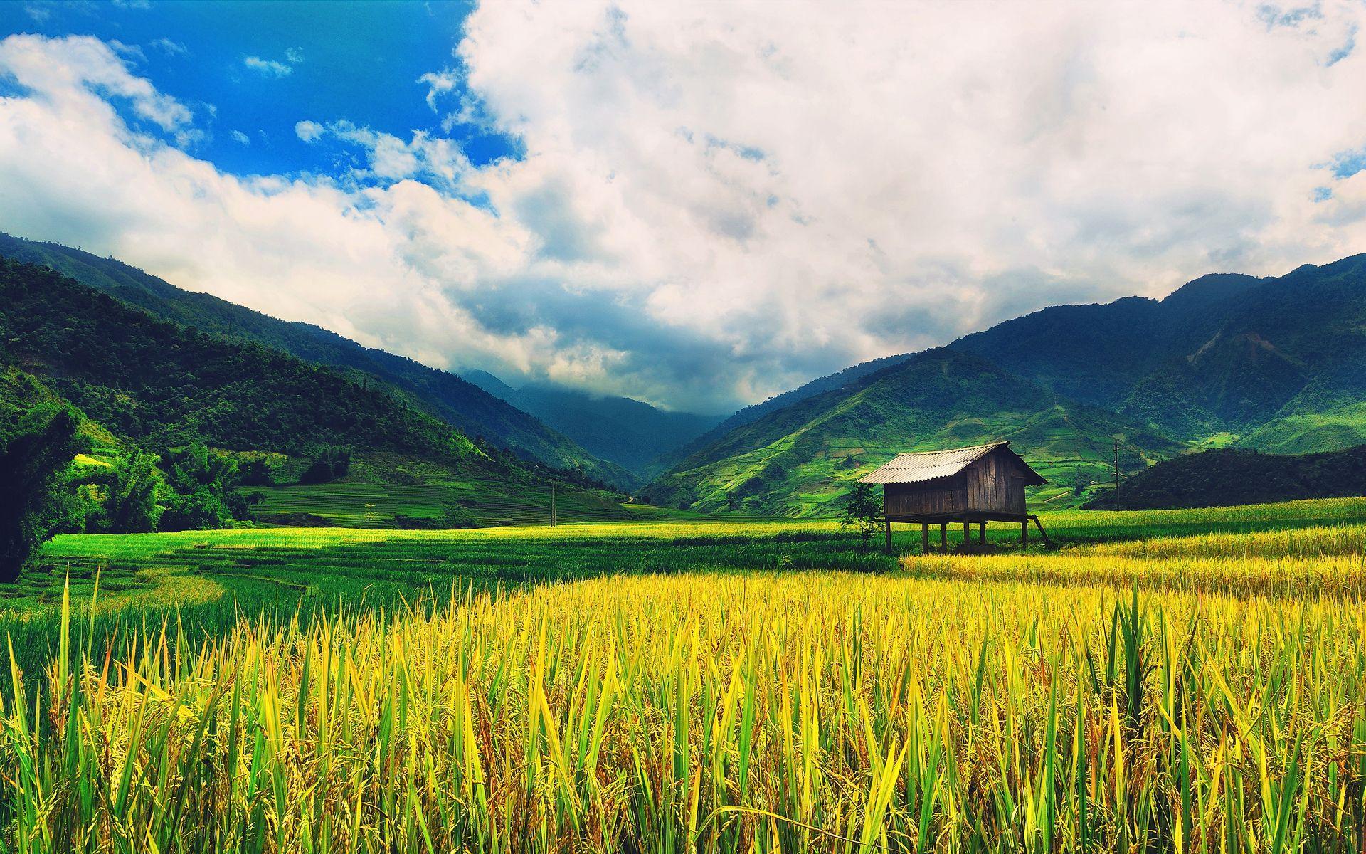 rice-field-wallpapers-wallpaper-cave