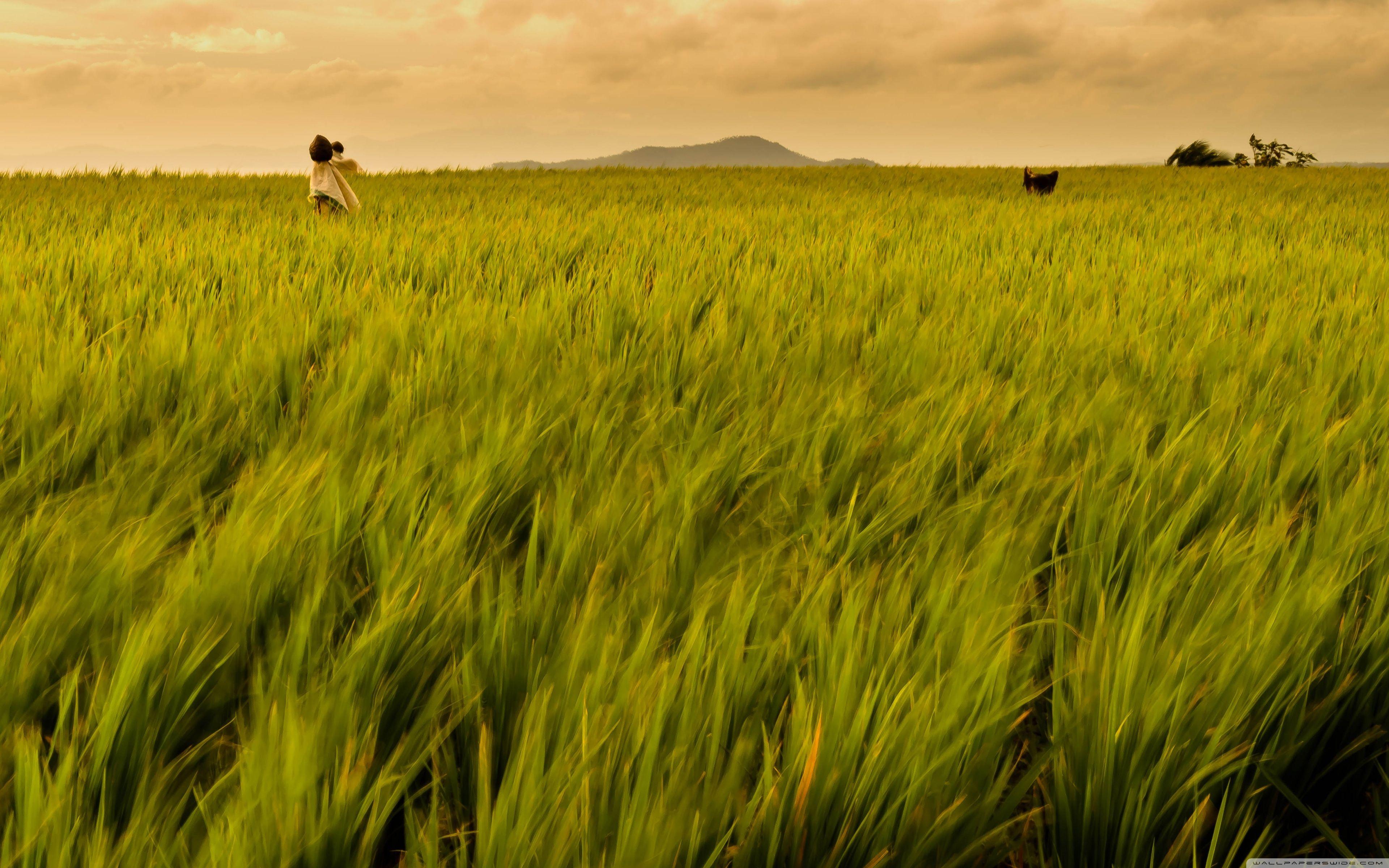 Rice Field Philippines ❤ 4K HD Desktop Wallpaper for 4K Ultra HD TV