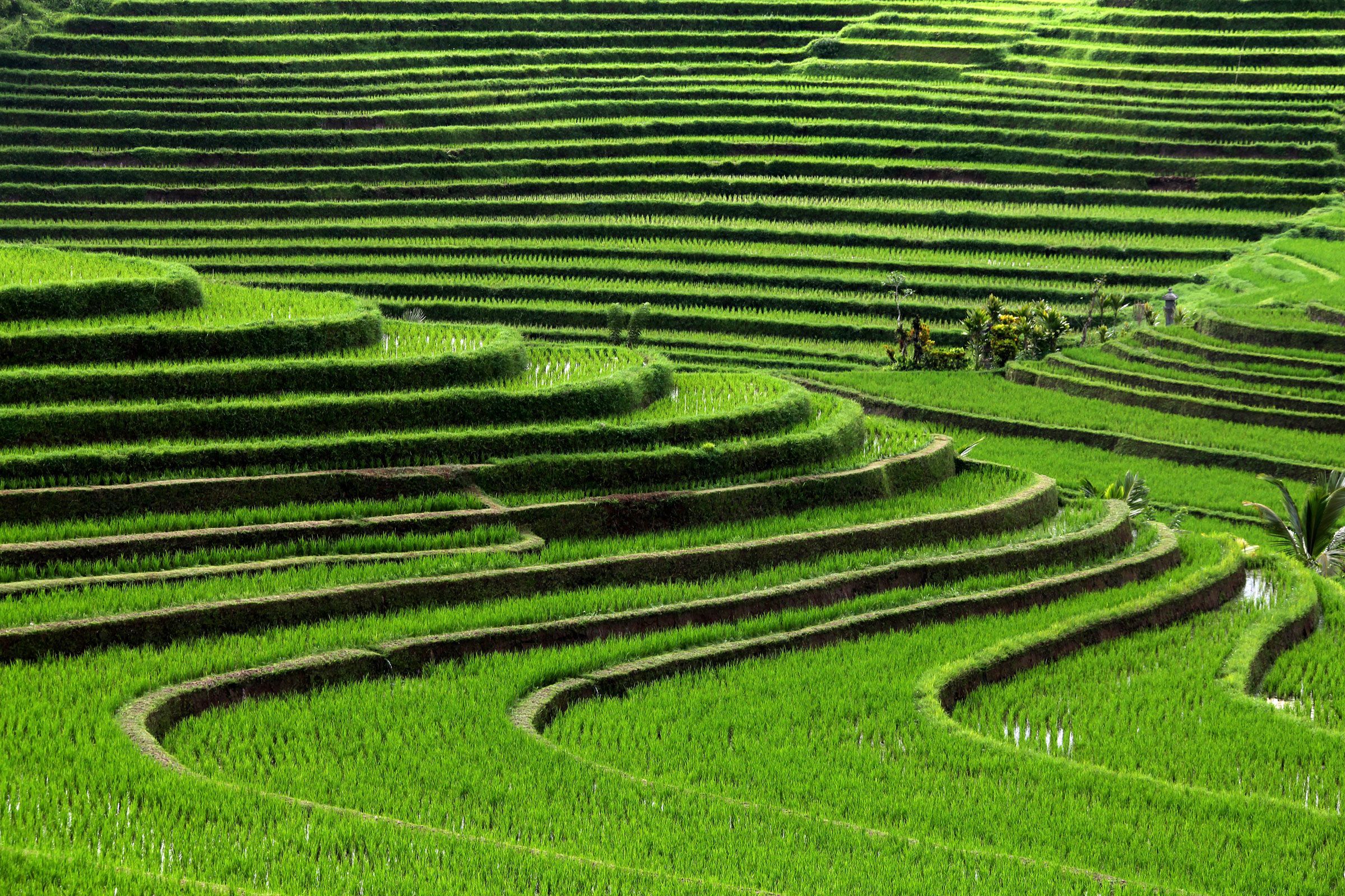 rice fields in Bali Full HD Wallpaper