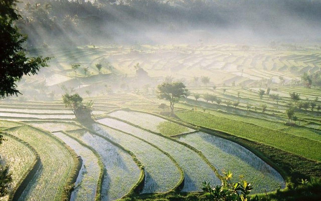 Bali Rice Fields wallpaper. Bali Rice Fields