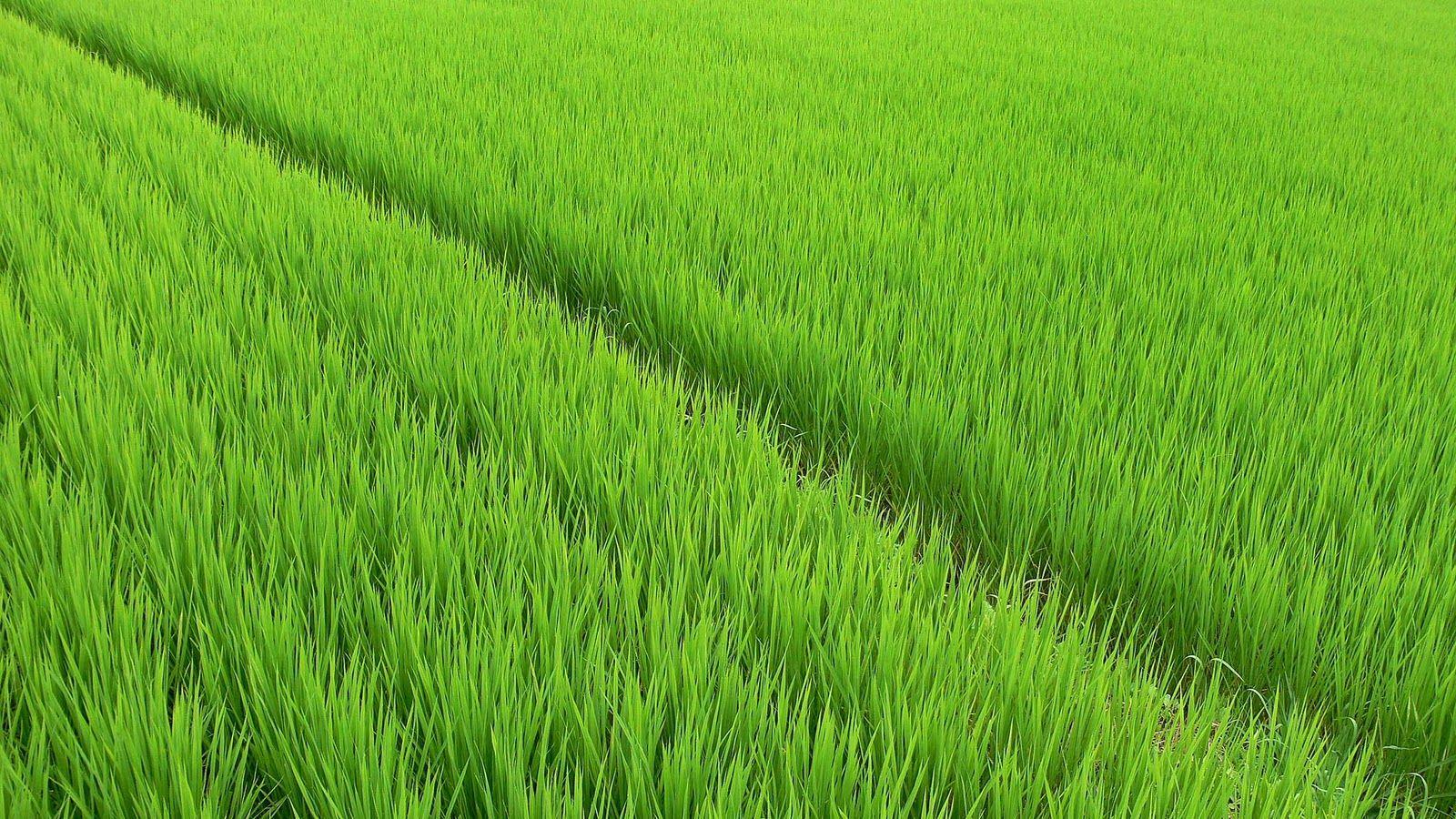 Rice Wallpaper, Rice High Quality #EK523 Mobile And Desktop