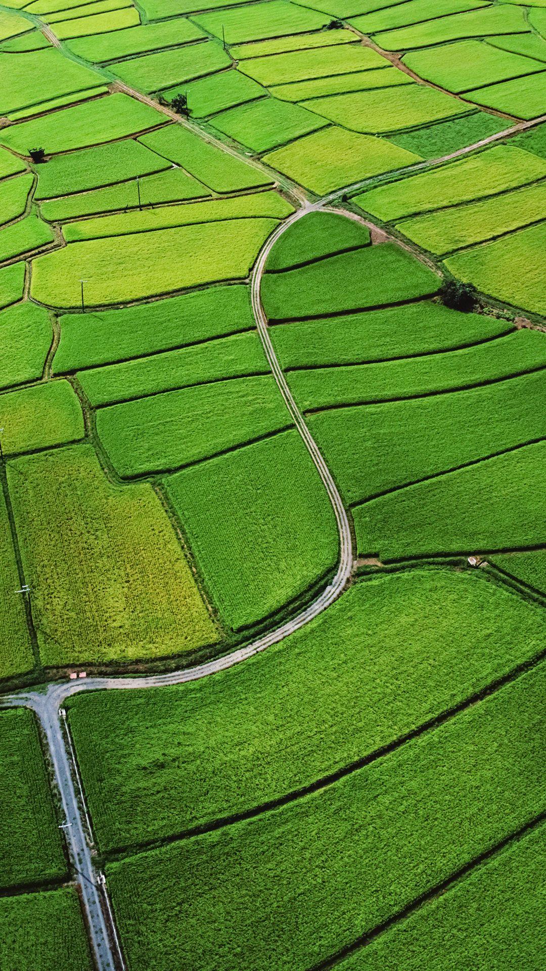 Rice field htc one wallpaper, free and easy to download