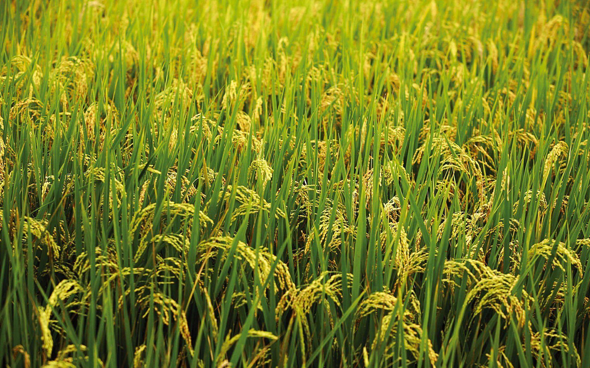 Rice Full HD Wallpaper and Background Imagex1200