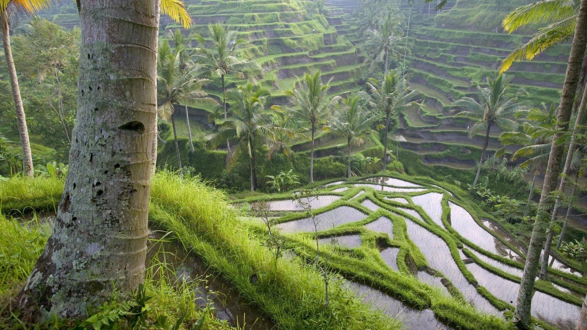 Download wallpaper 1920x1080 asia, rice fields, palm trees, economy