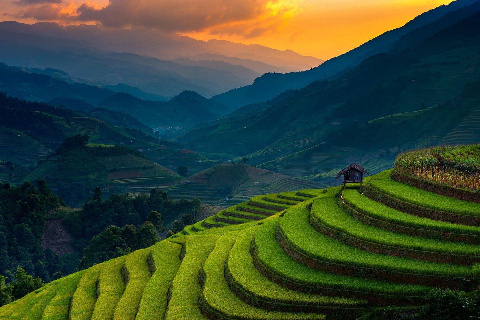 landscape Nature Rice Paddy Terraces Mountain Sunset Field. Field