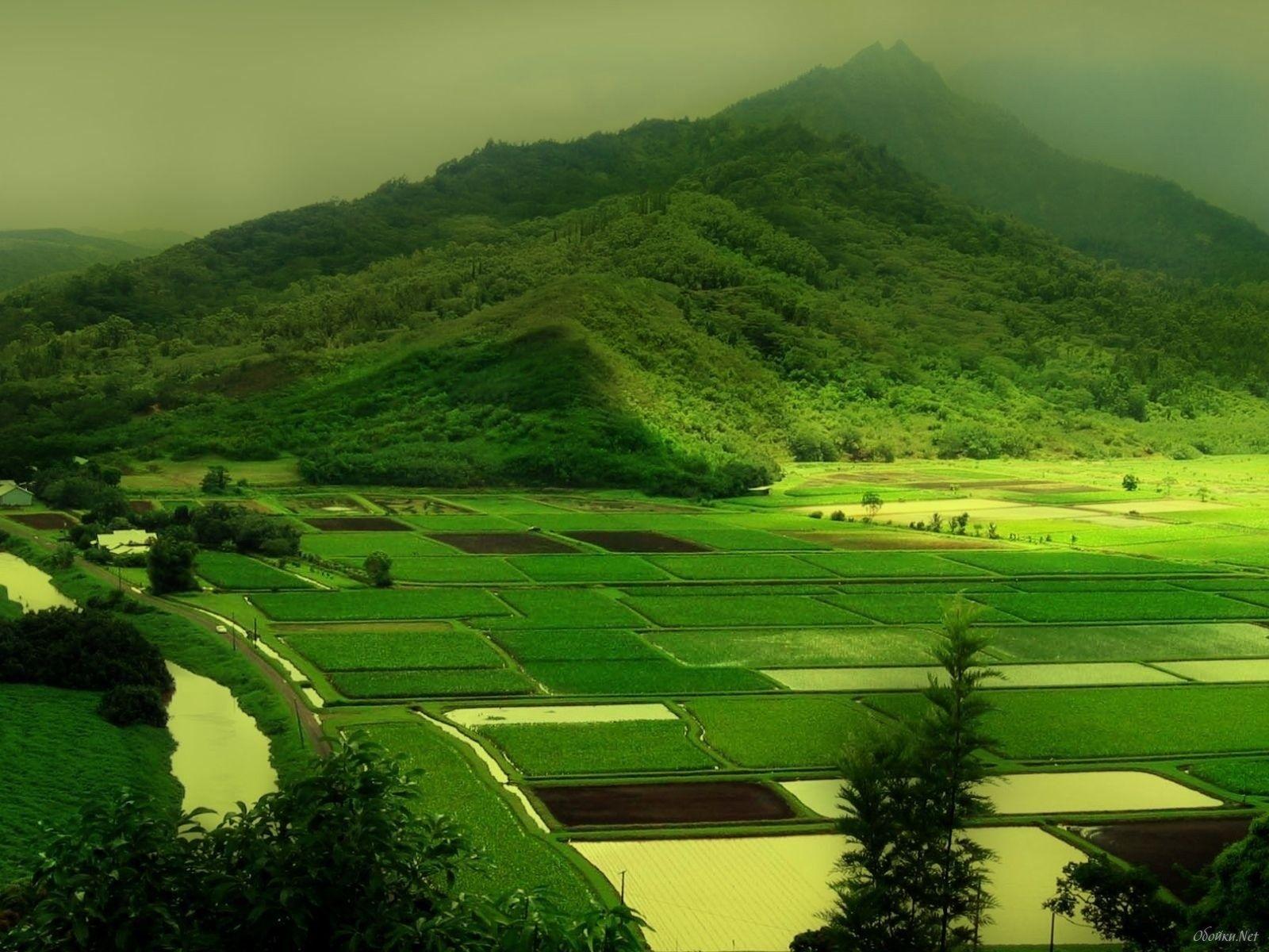 Rice fields HD Desktop Wallpaper. HD Desktop Wallpaper