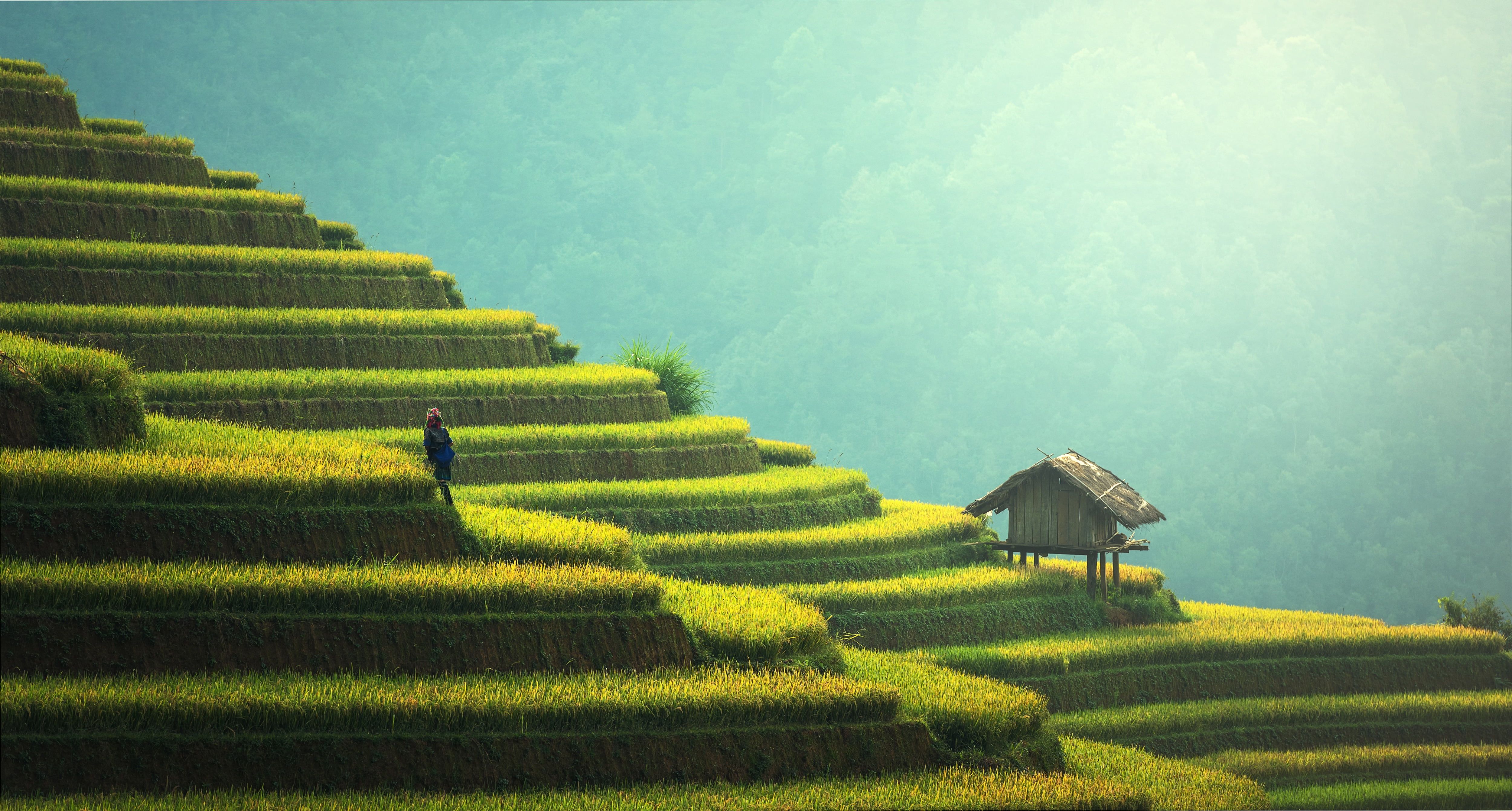 Closeup photo of rice field and house HD wallpaper