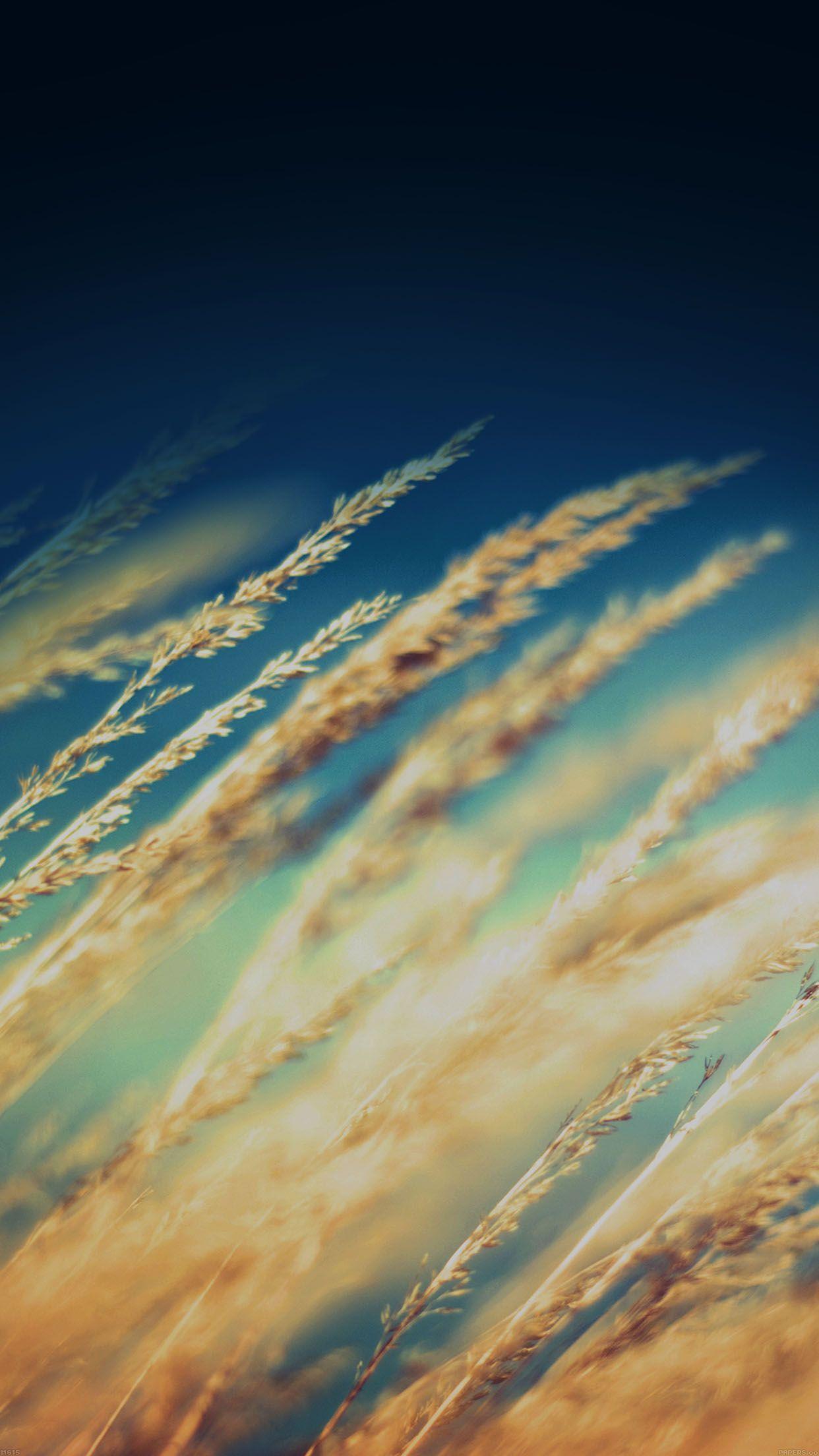 iPhone 6 wallpaper. rice field flower dark