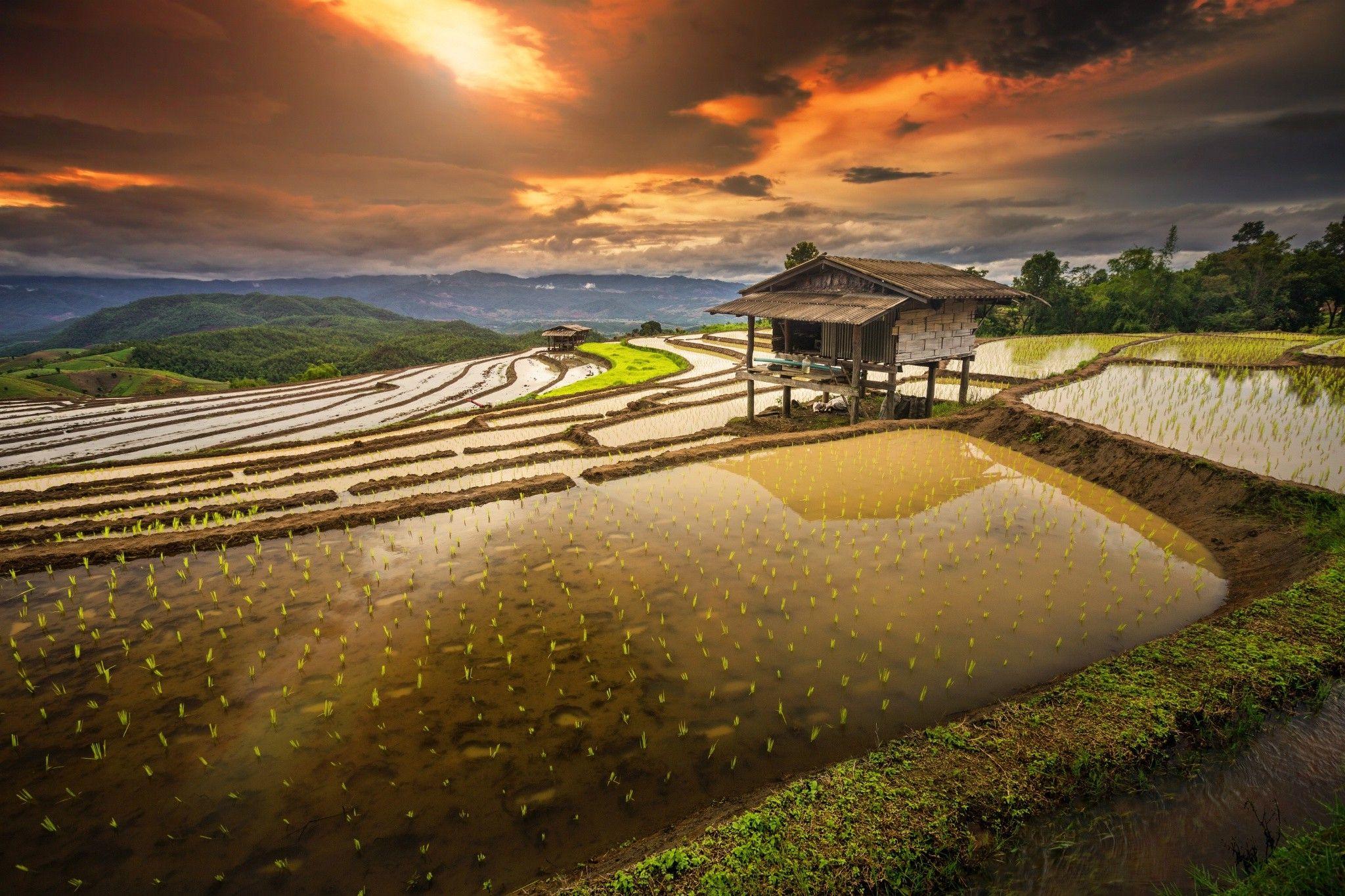 rice Paddy, Terraces, Hut, Sunrise, Water, Clouds, Hill, Field