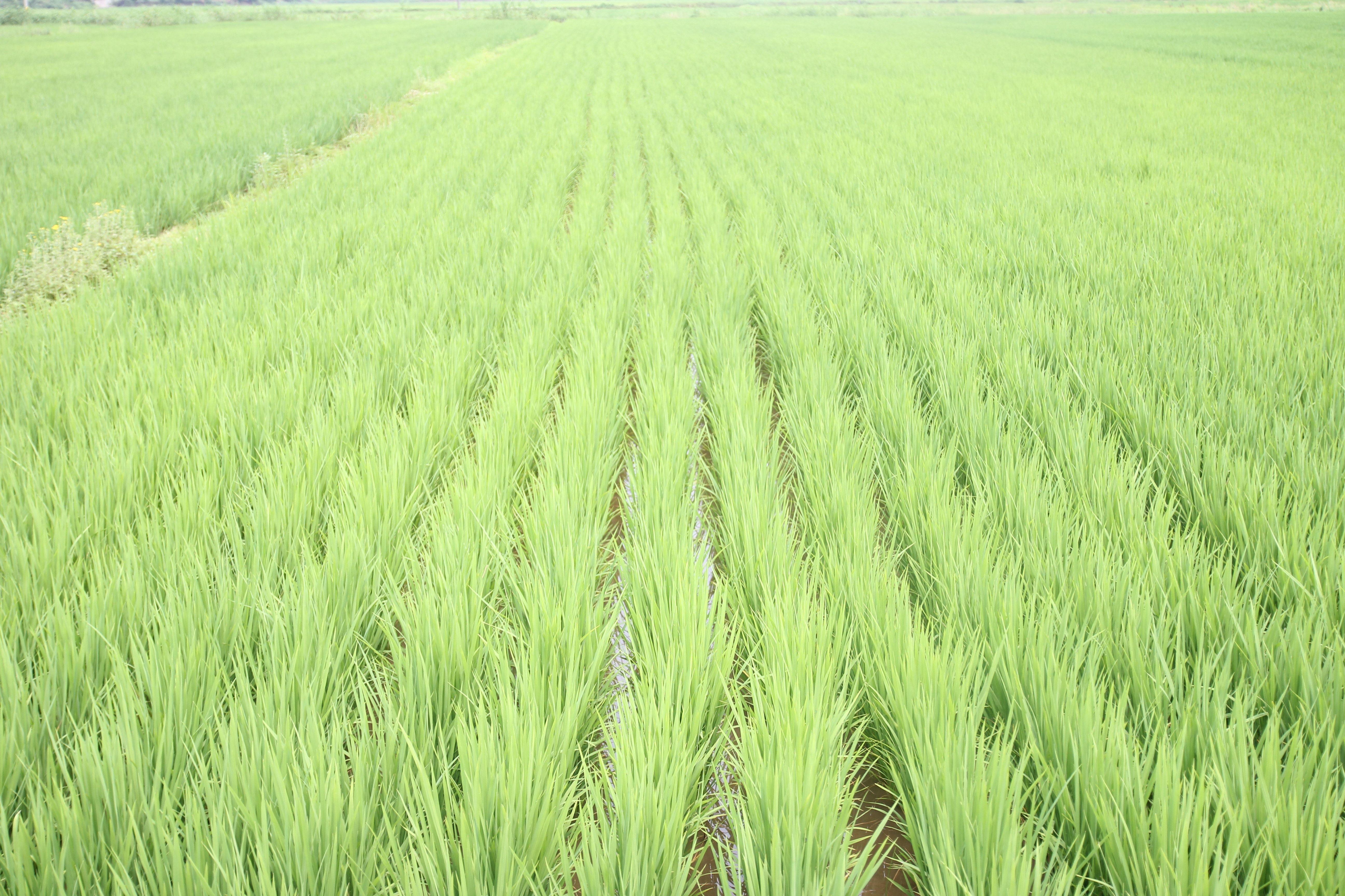 green rice field free image