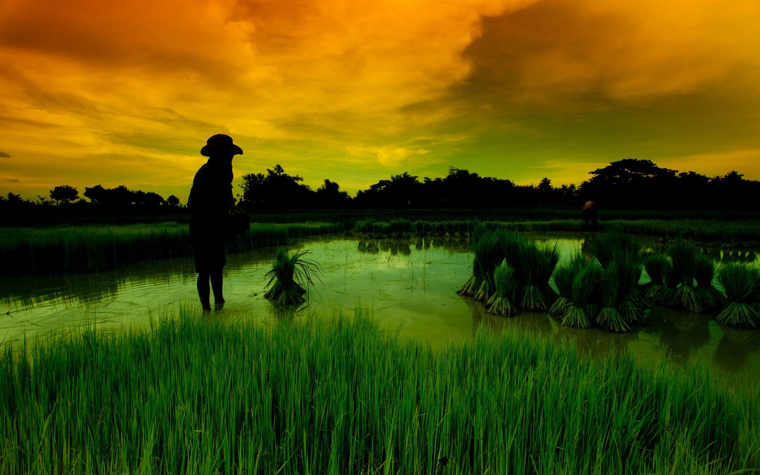 Rice sunset 2560x1600 Wallpaper