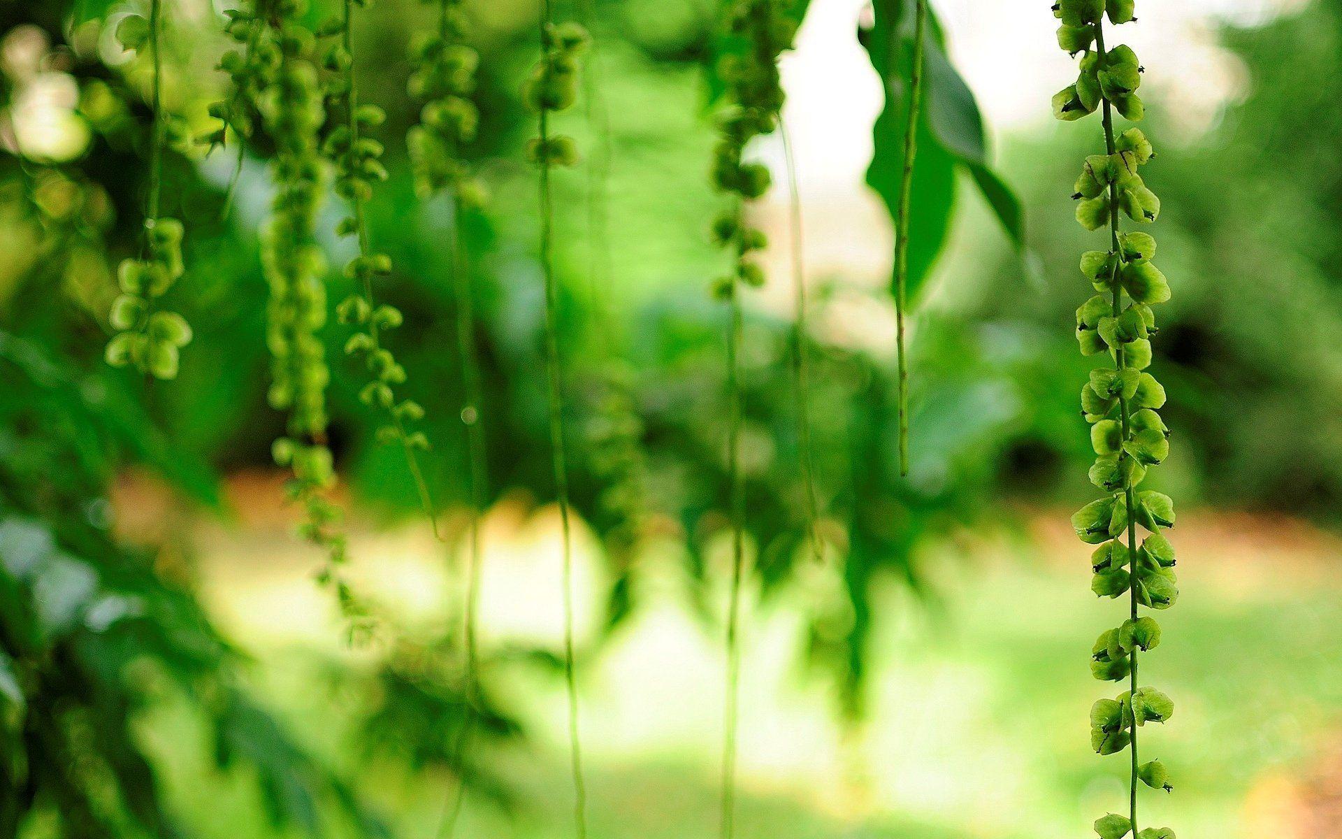 Nature & Landscape Green leaves Blur wallpaper Desktop, Phone