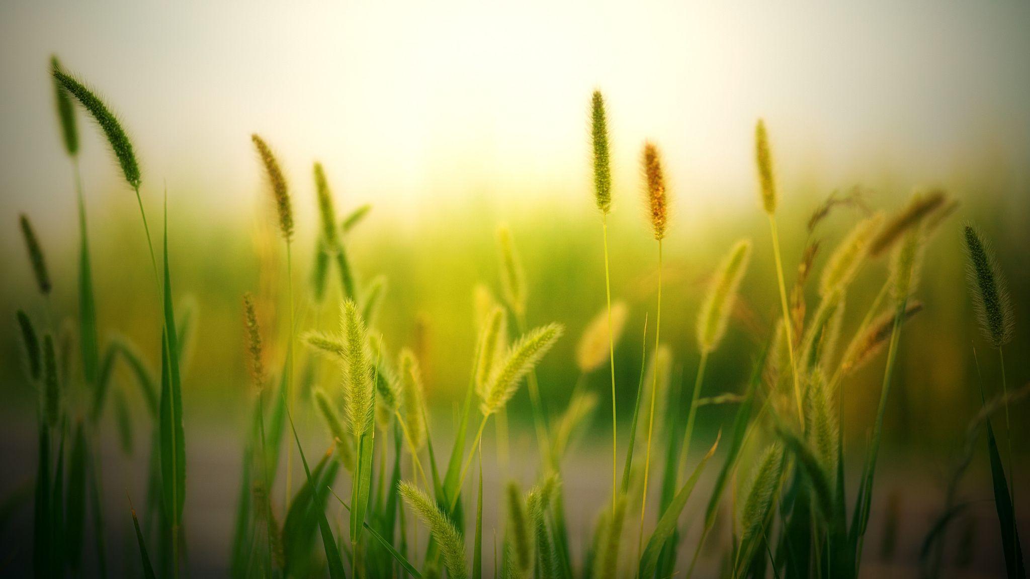 Download 2048x1152 wallpaper blur, field, plants, meadow, nature