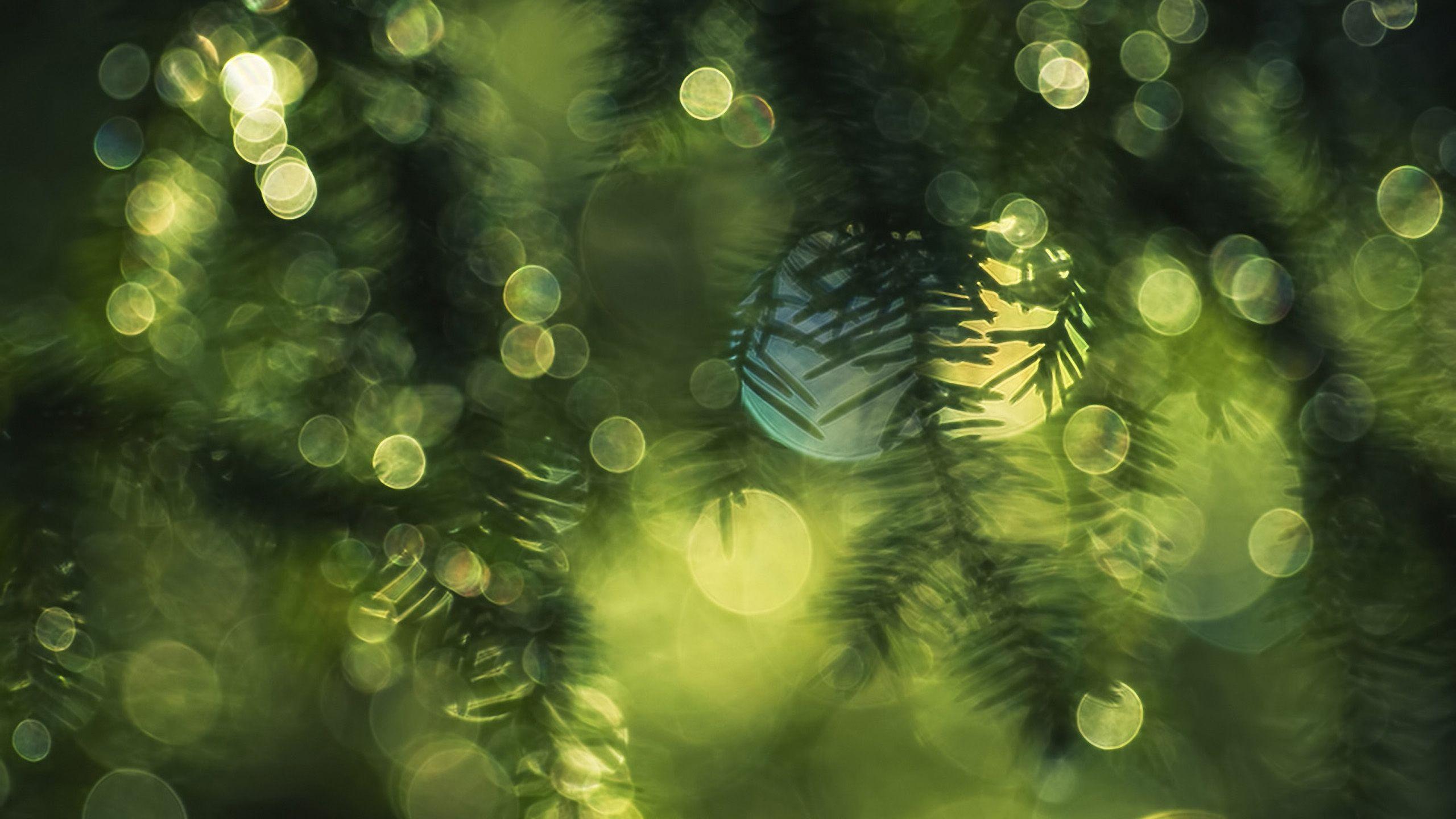 Spruce Blur Wide Wallpaper 52043 2560x1440px