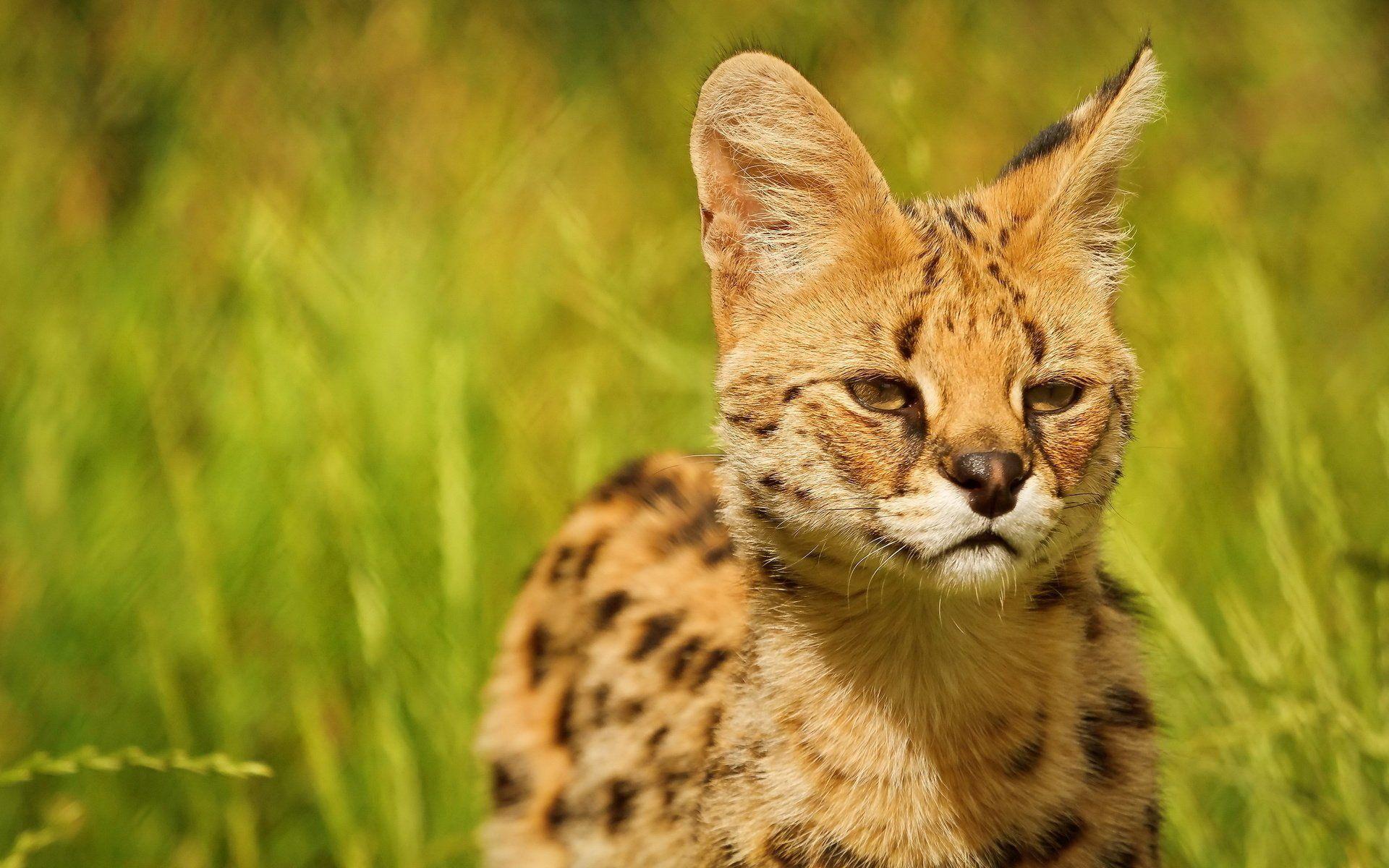Serval HD Wallpaper and Background Image