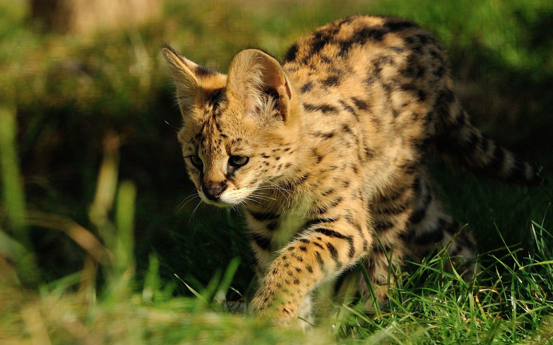 Serval Full HD Wallpaper and Background Imagex1200