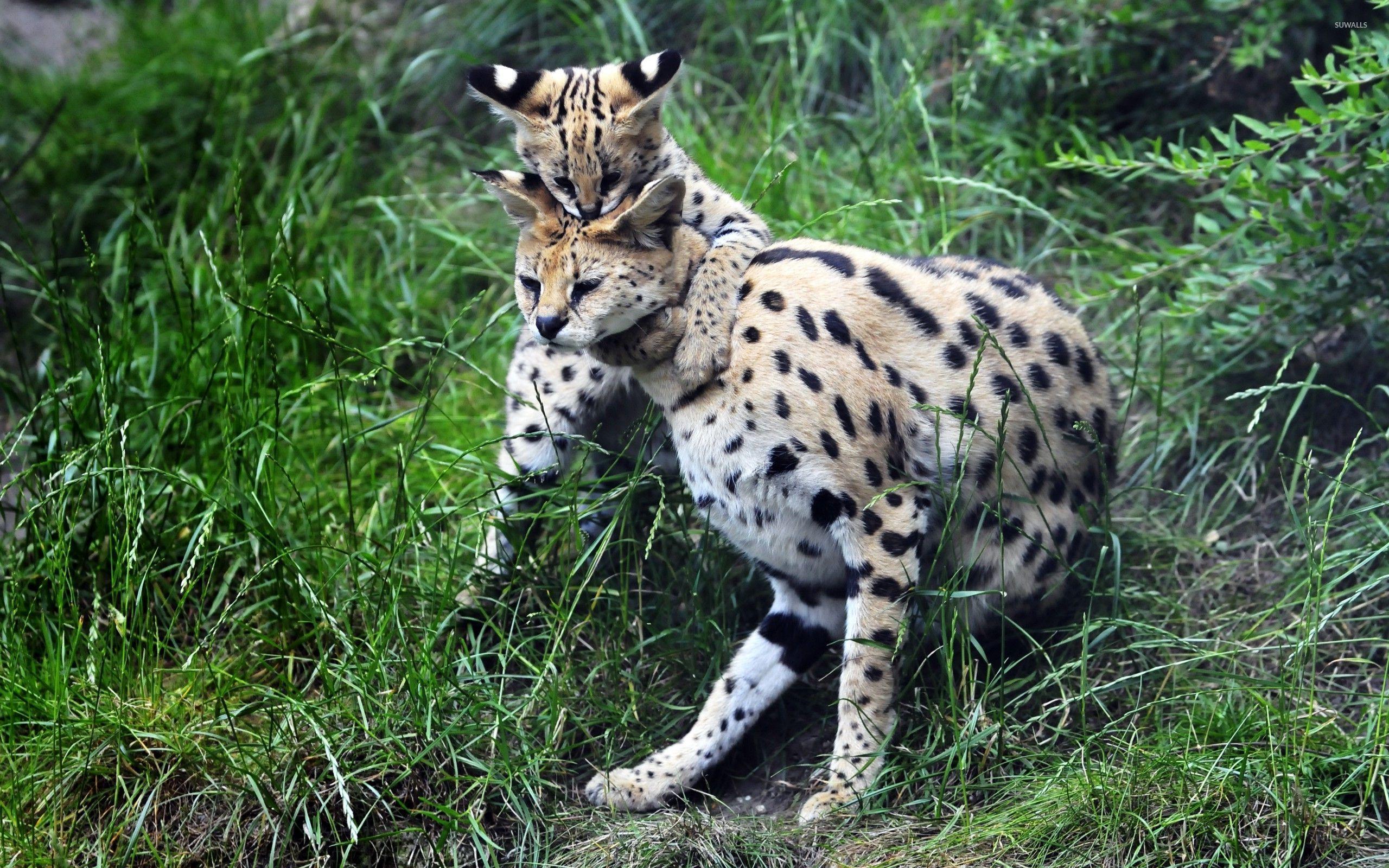 Serval playing with its cub wallpaper wallpaper