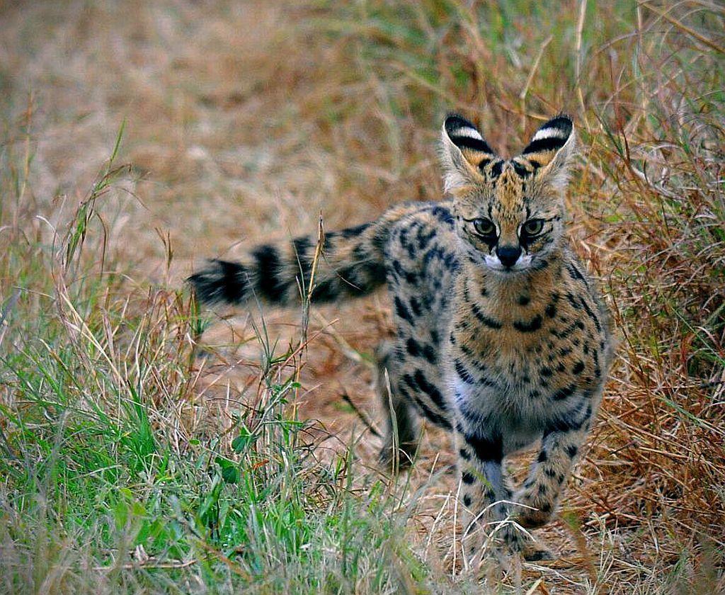 Awesome Serval HD Wallpaper Free Download