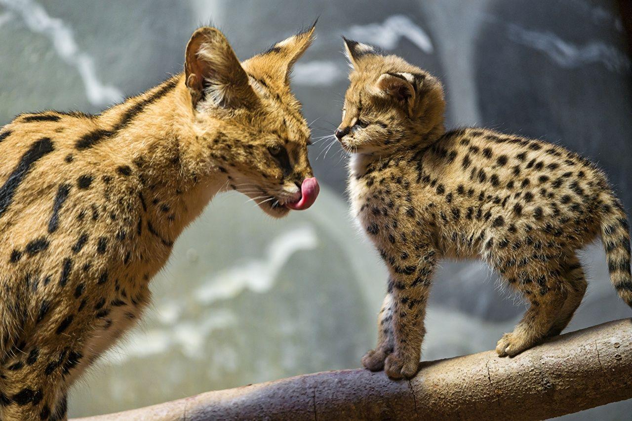 Serval Wallpapers Wallpaper Cave Serval Wallpapers Wallpaper Cave