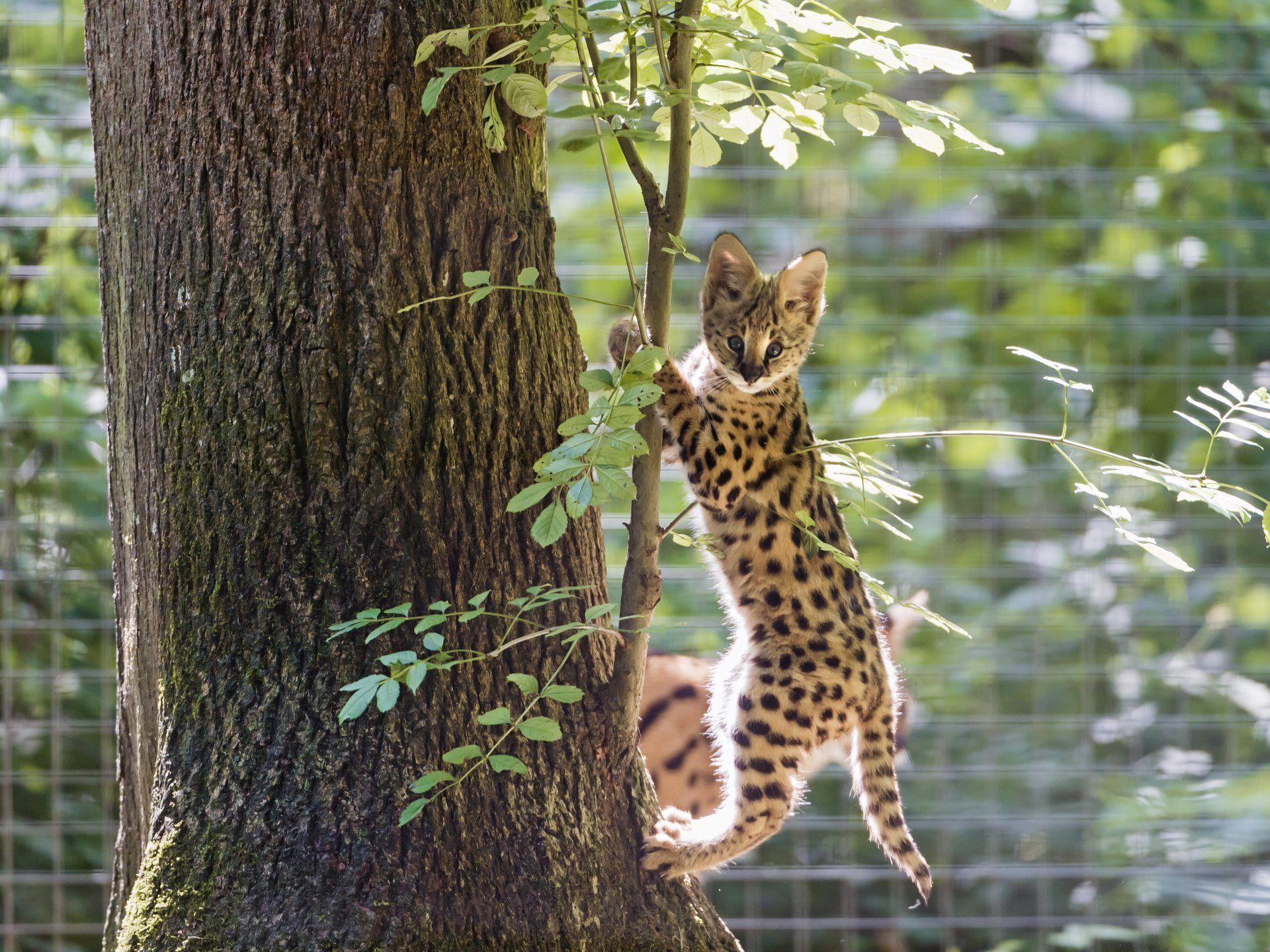 serval cat tree © tambako the jaguar HD wallpaper