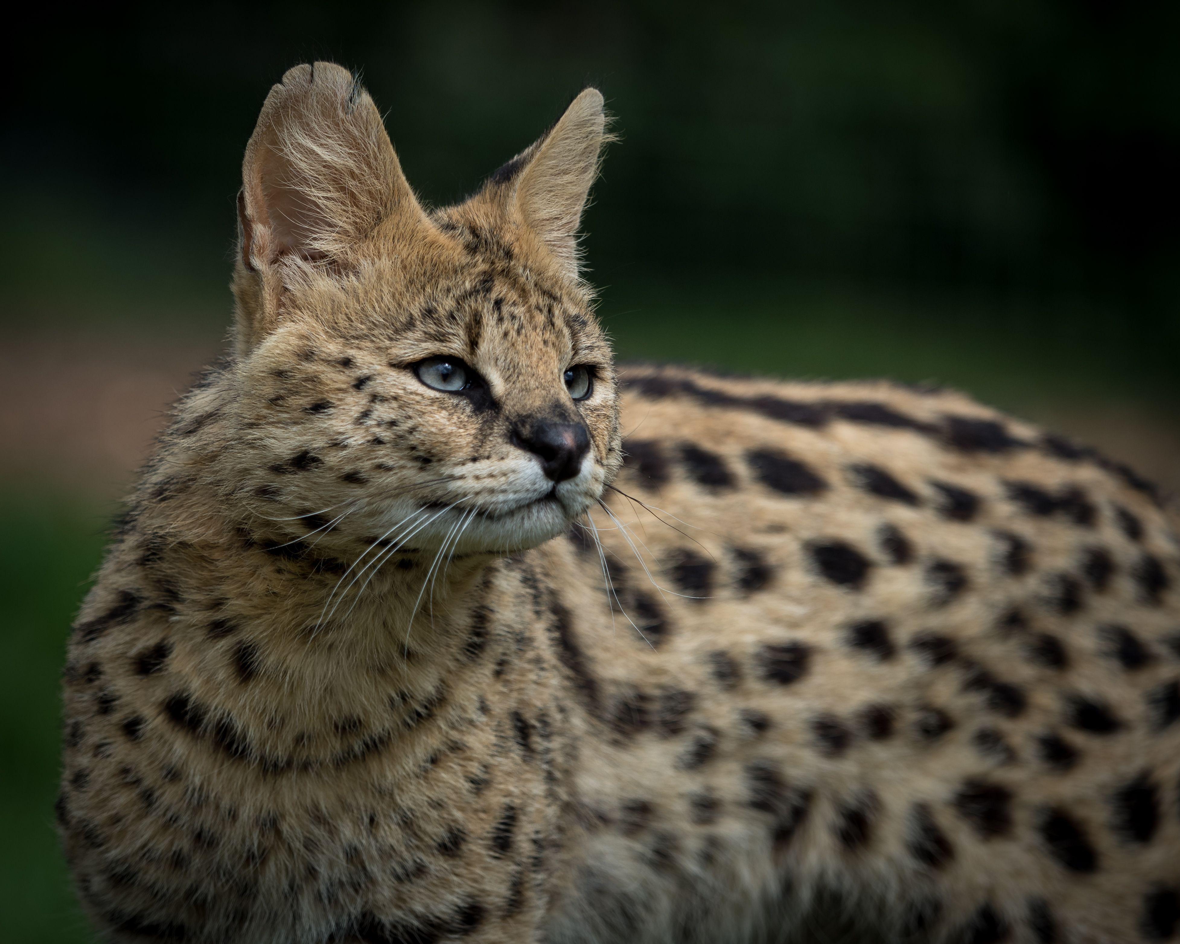 Serval 4k Ultra HD Wallpaper and Background Imagex3128