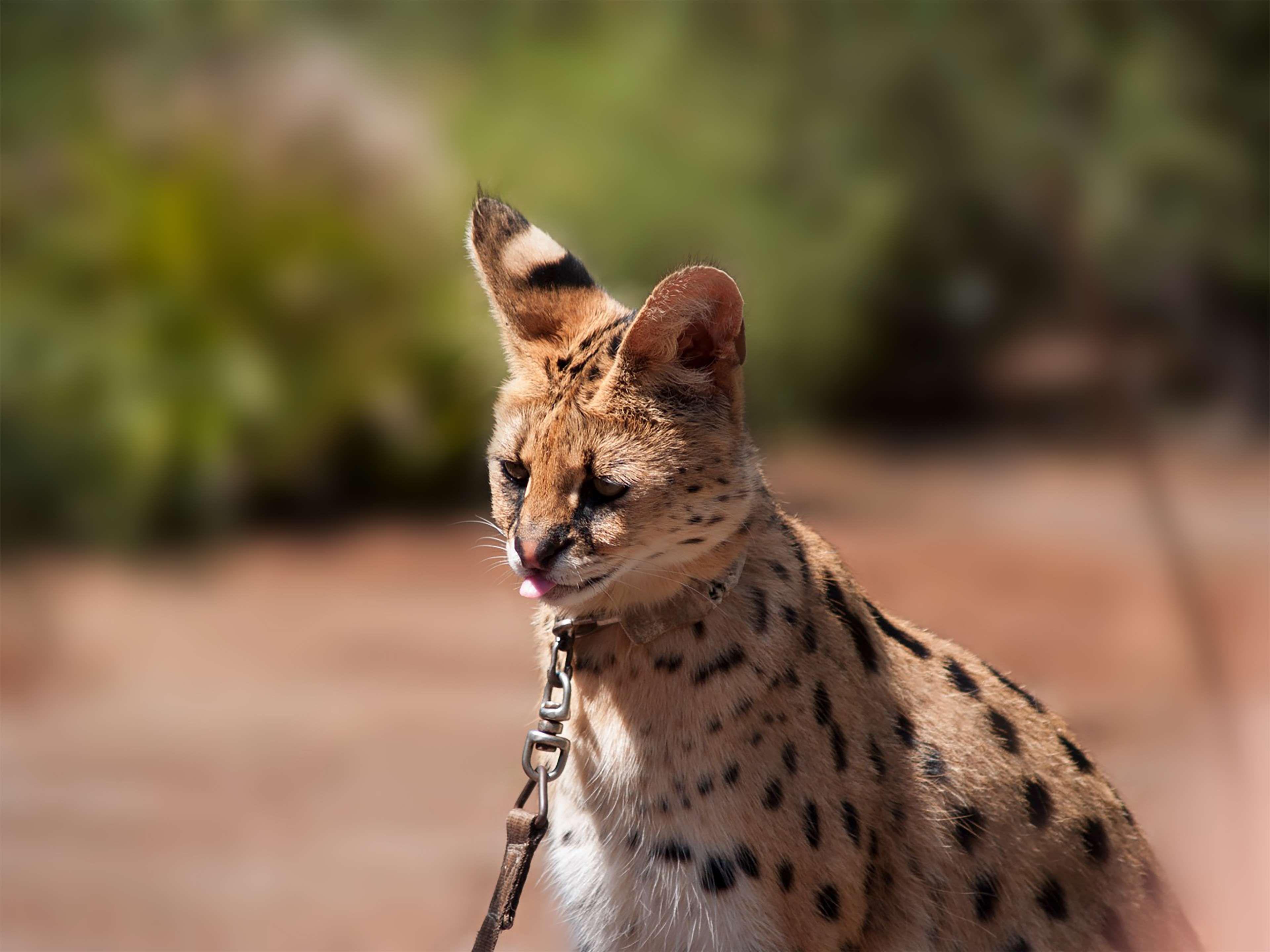 africa #animal #cat #forest #jungle #serval #spots #spotted #zoo 4k