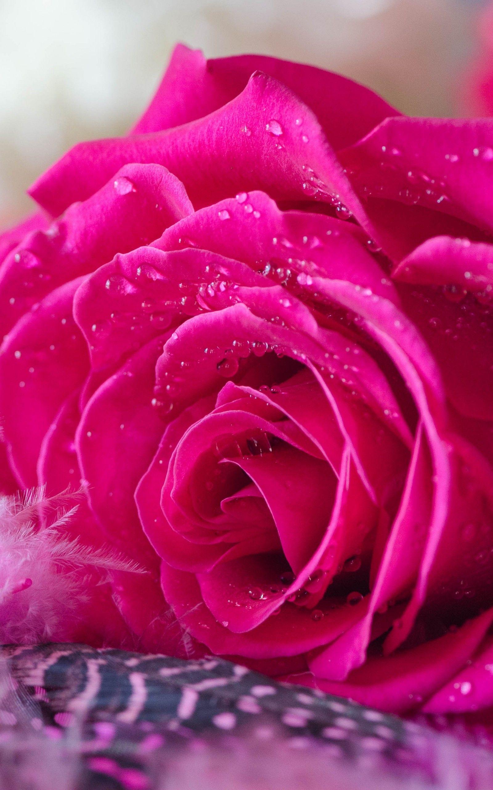 Download 1600x2560 Pink Rose, Water Drops Wallpaper for Google