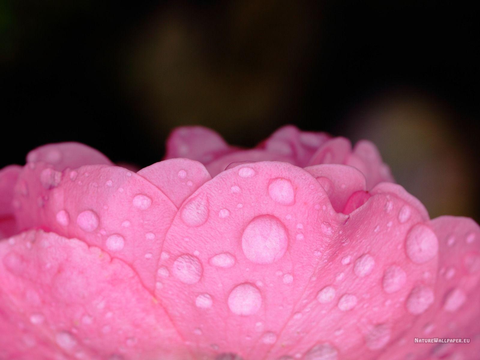 Full Hd Water Drop Nature Wallpaper - wallpaper